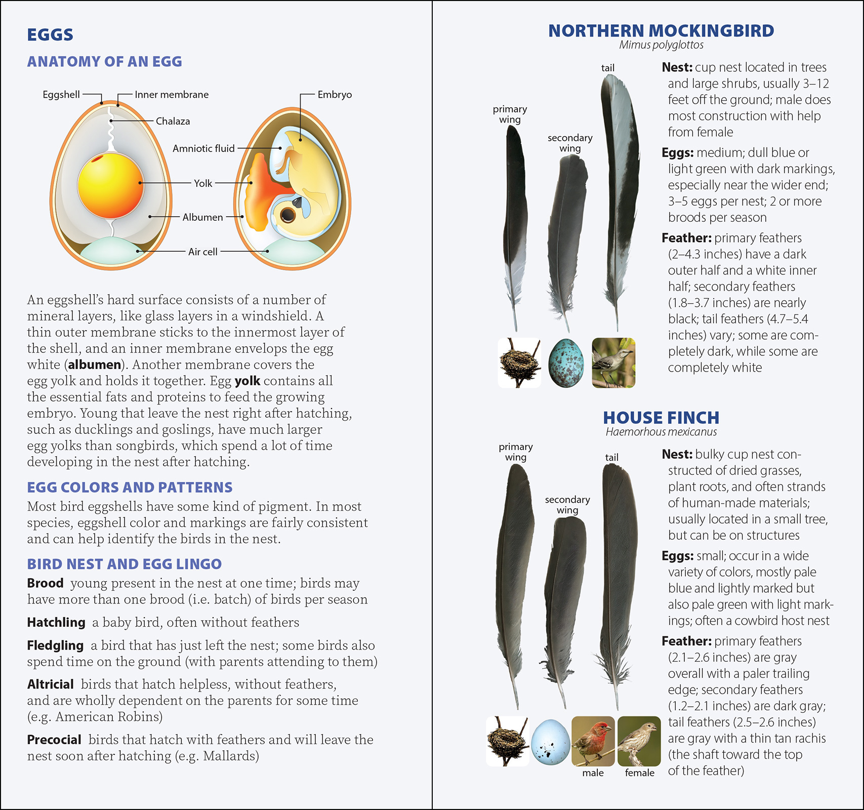 Bird Feathers & Eggs of California