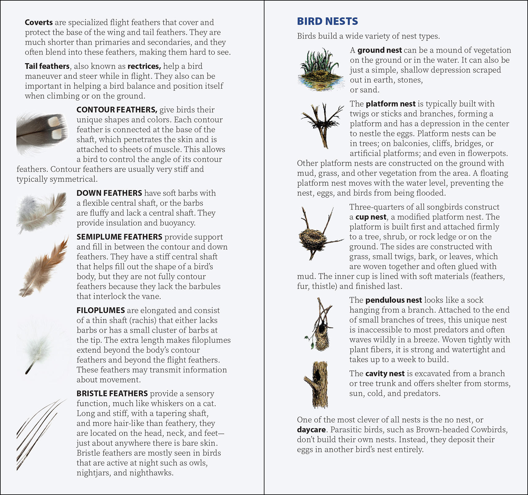 Bird Feathers & Eggs of California