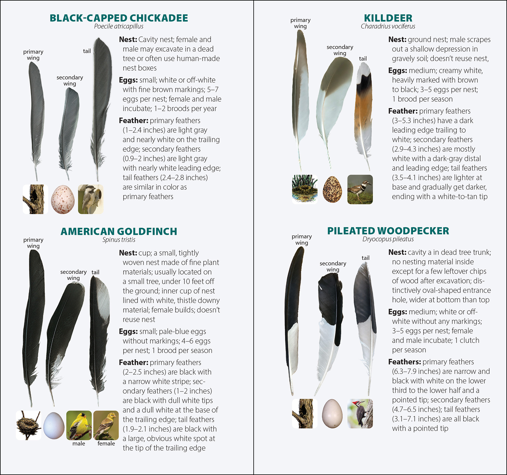 Bird Feathers & Eggs of the Pacific Northwest