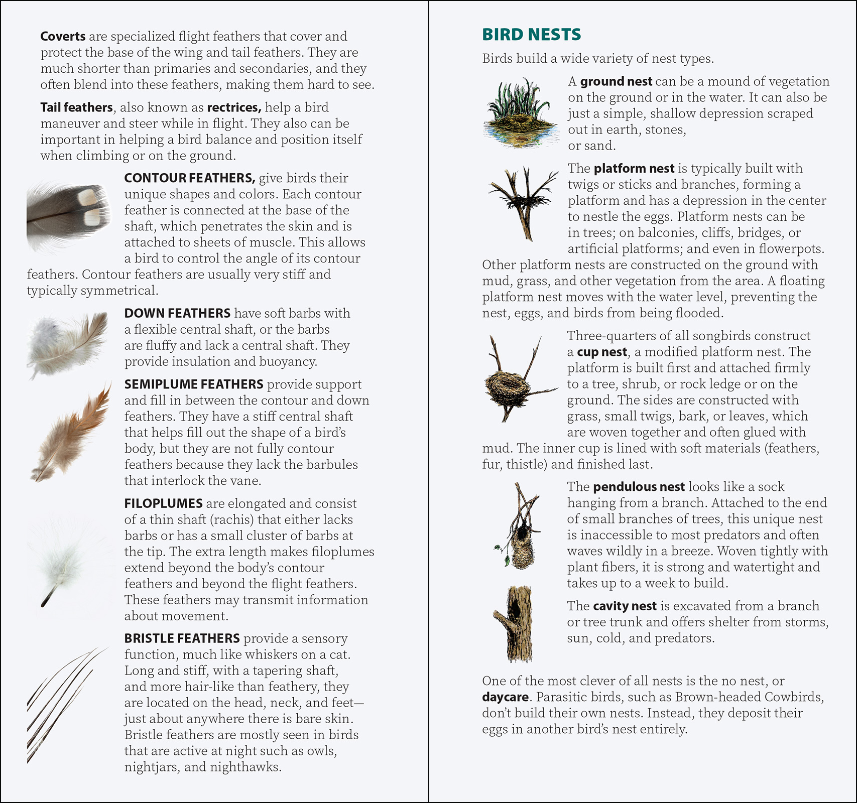 Bird Feathers & Eggs of the Pacific Northwest