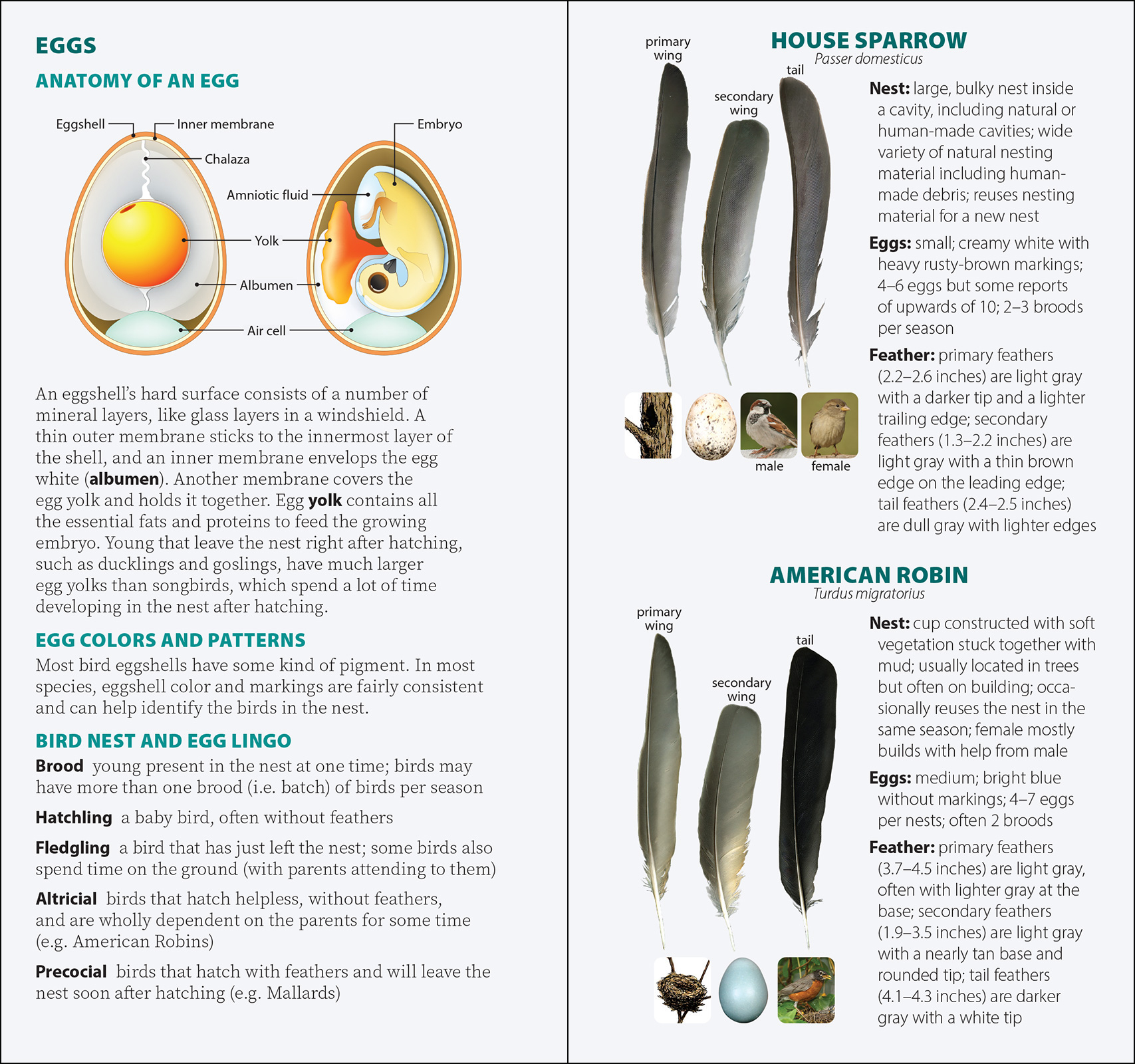 Bird Feathers & Eggs of the Pacific Northwest