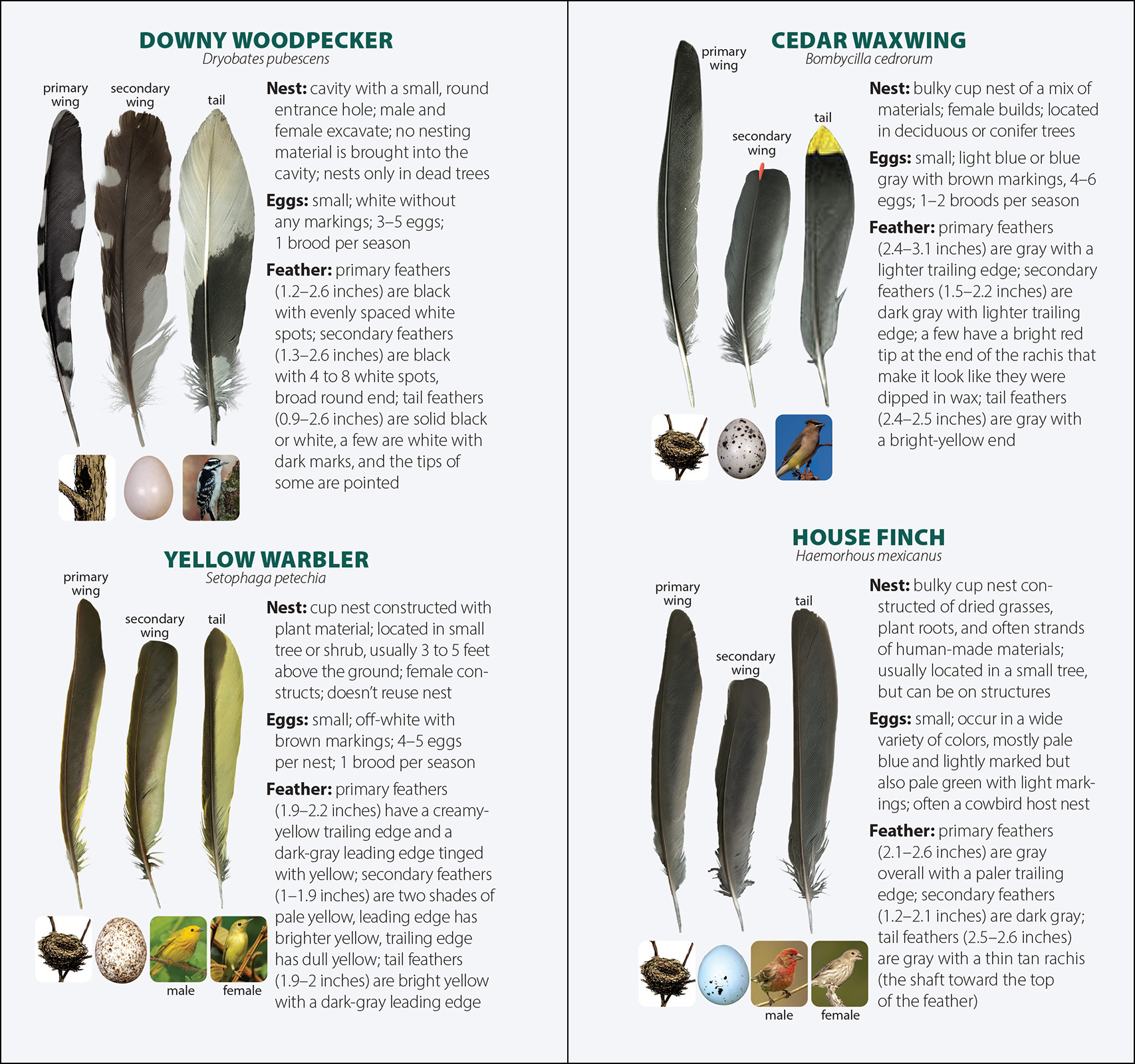 Bird Feathers & Eggs of the Rocky Mountains