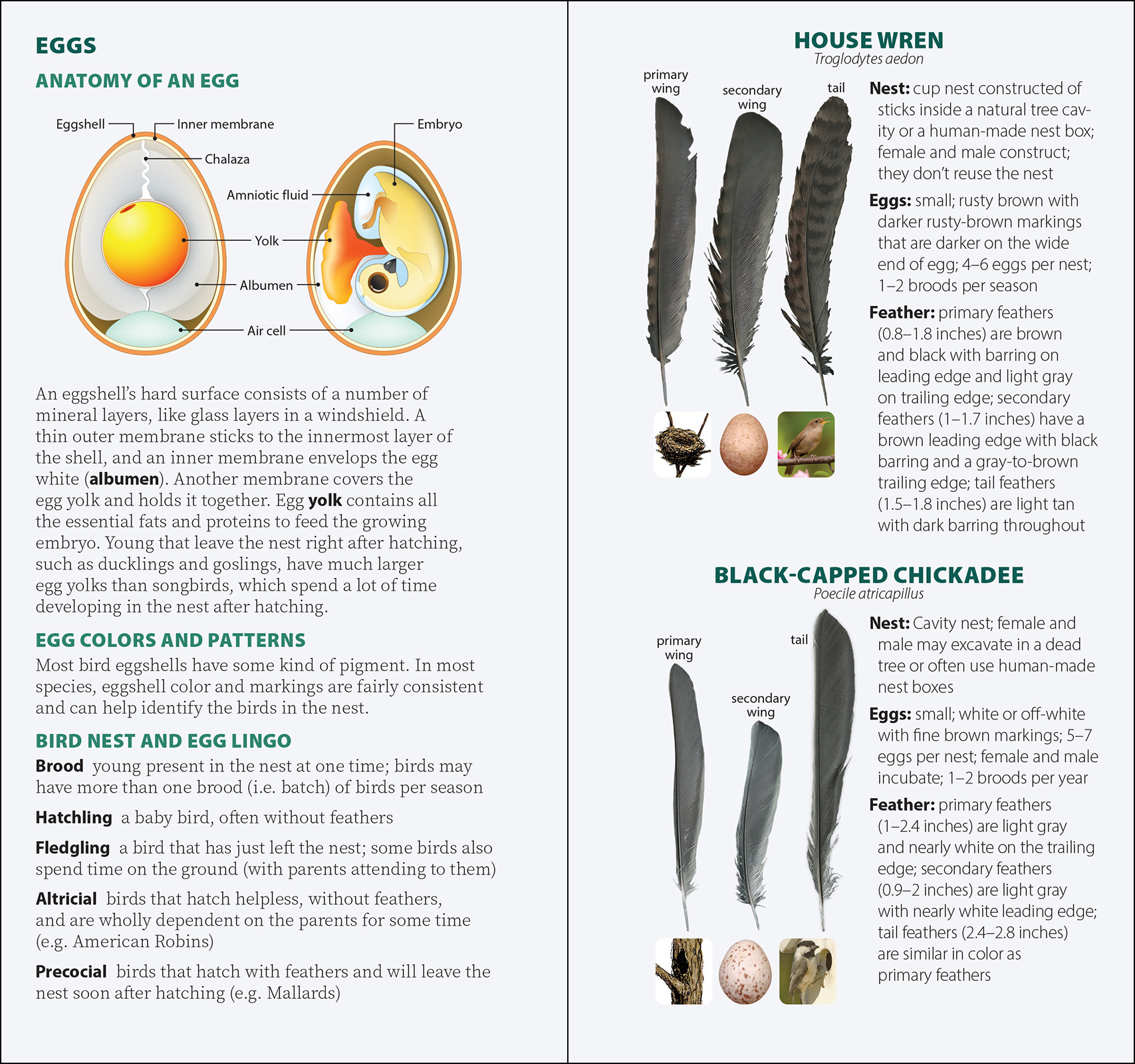 Bird Feathers & Eggs of the Rocky Mountains