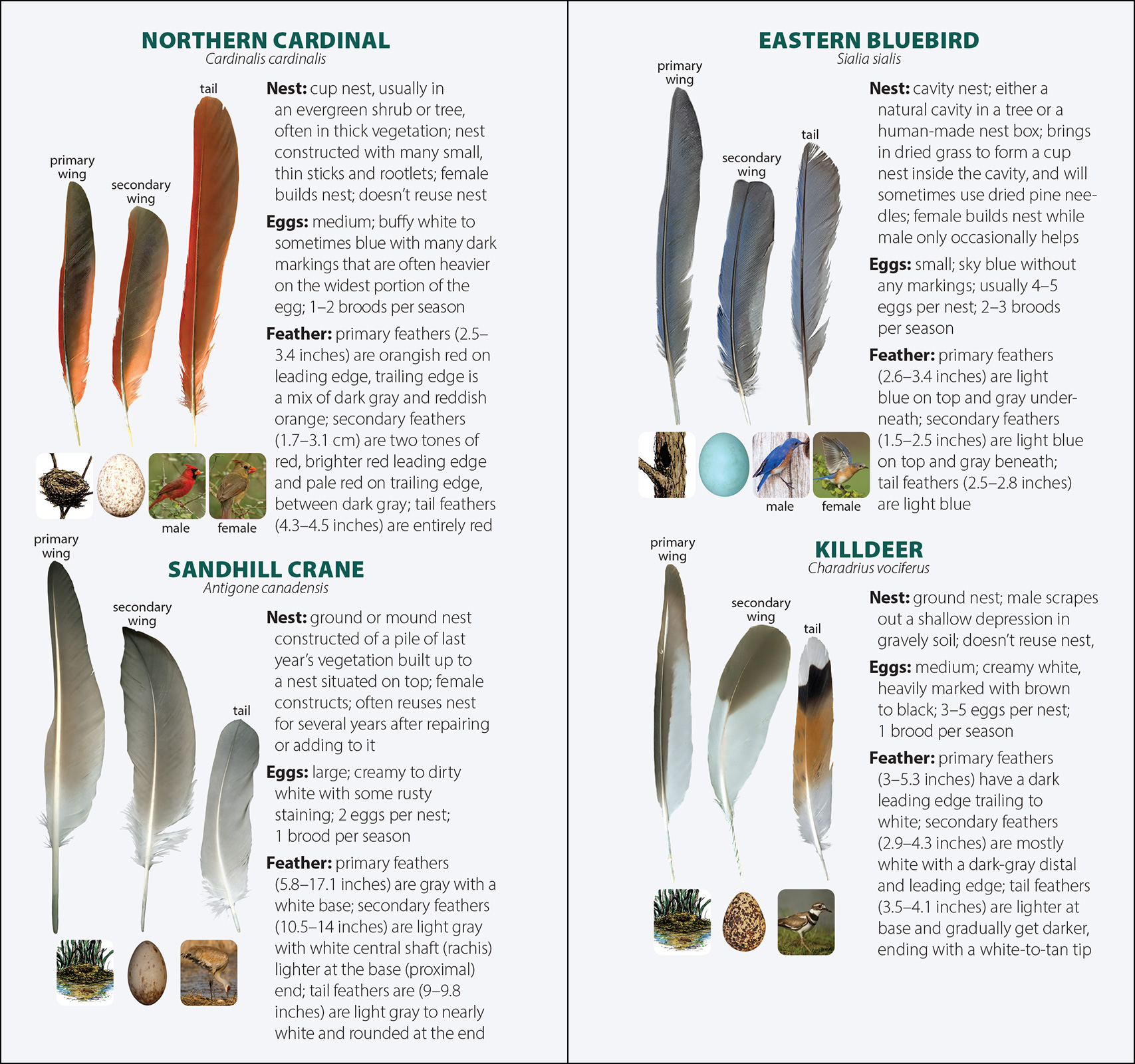 Bird Feathers & Eggs of the South
