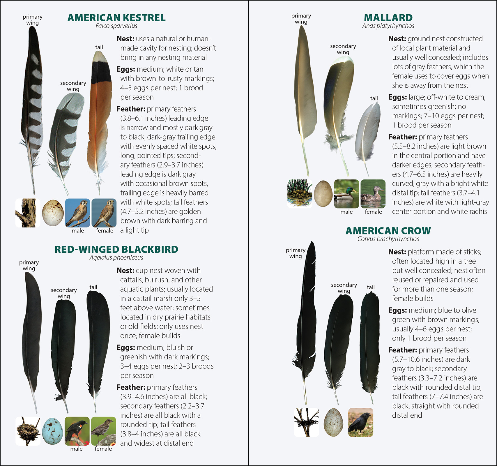 Bird Feathers & Eggs of the South