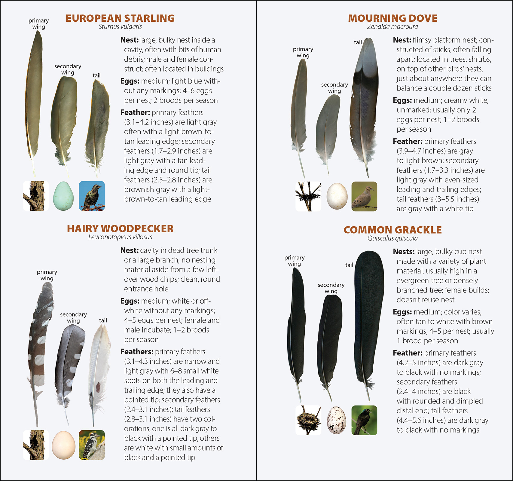 Bird Feathers & Eggs of the Southwest
