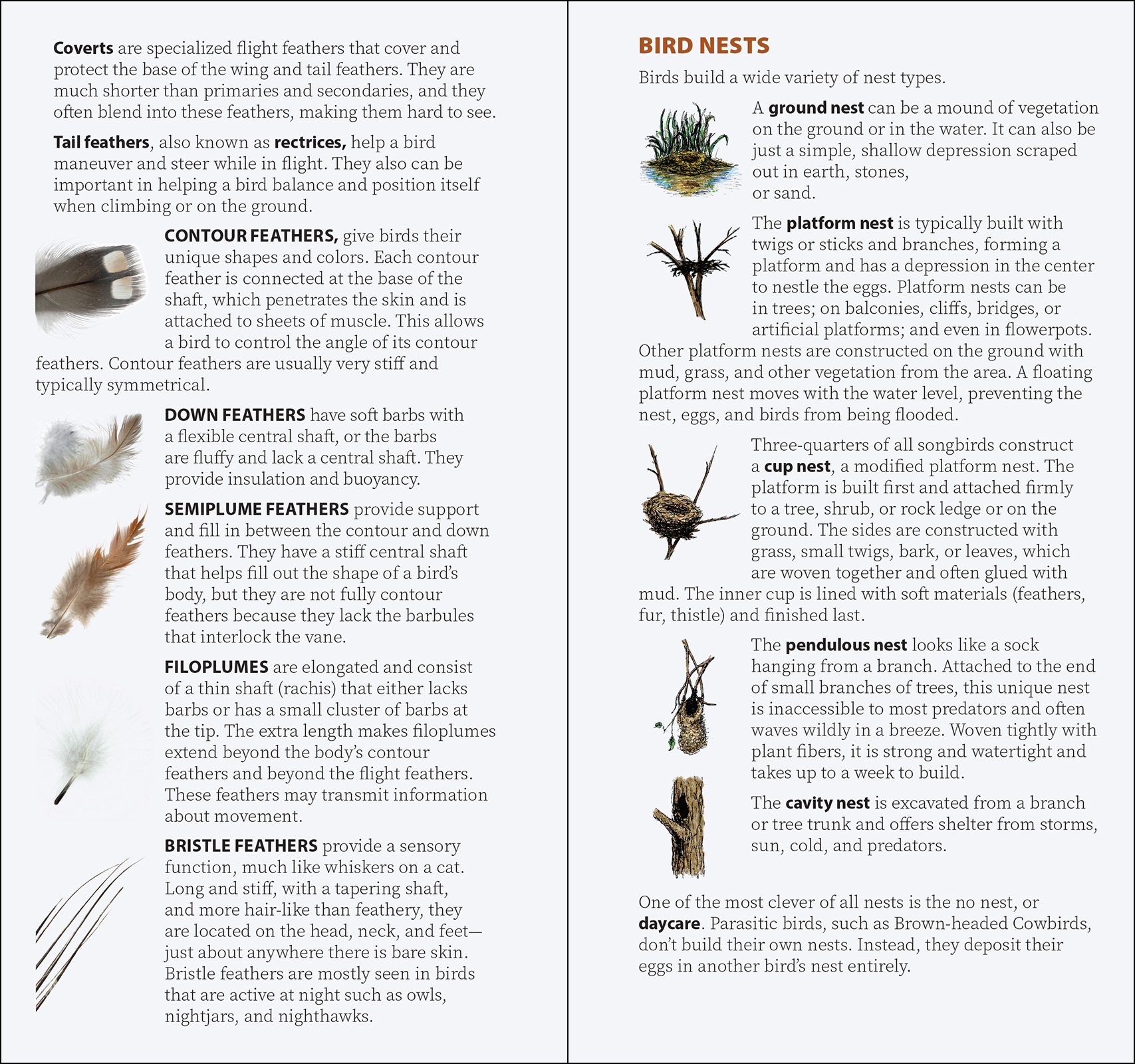 Bird Feathers & Eggs of the Southwest
