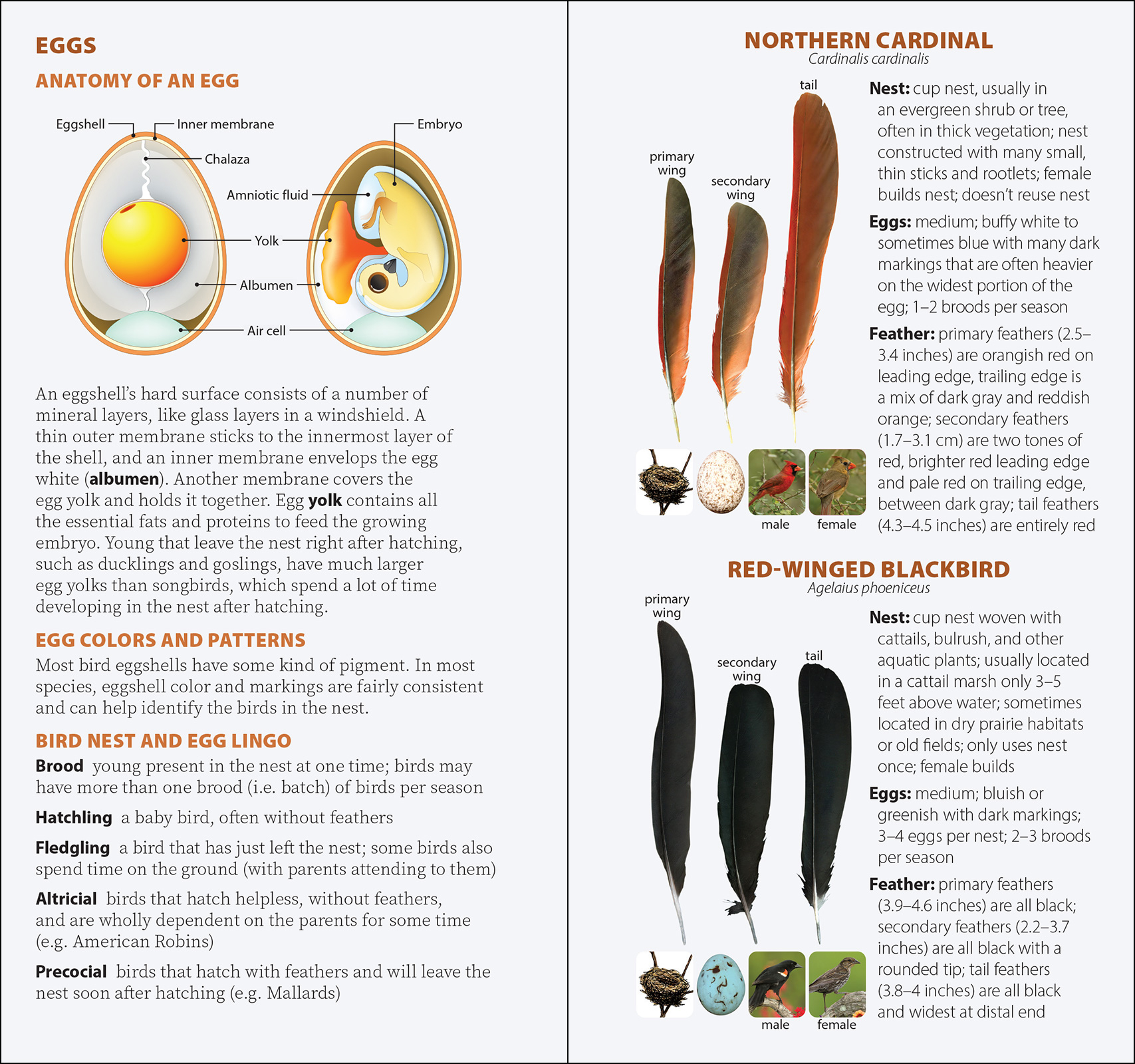 Bird Feathers & Eggs of the Southwest