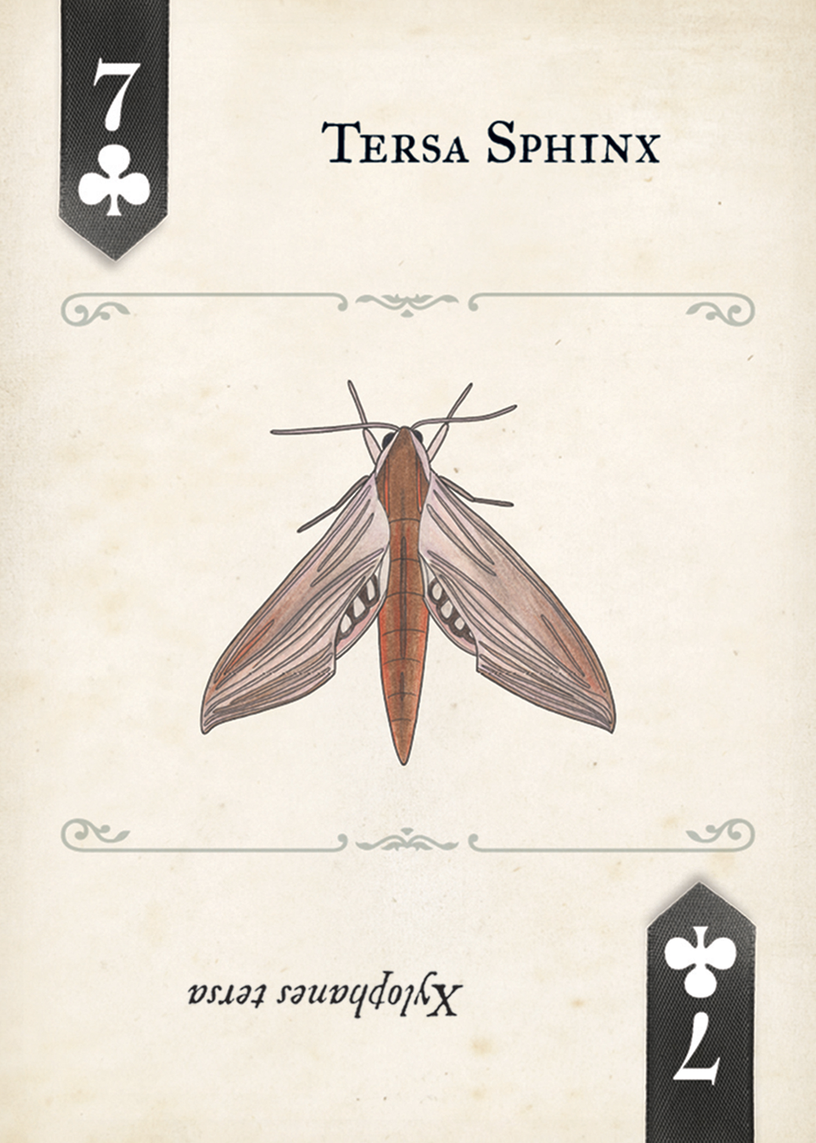 Moths Playing Cards