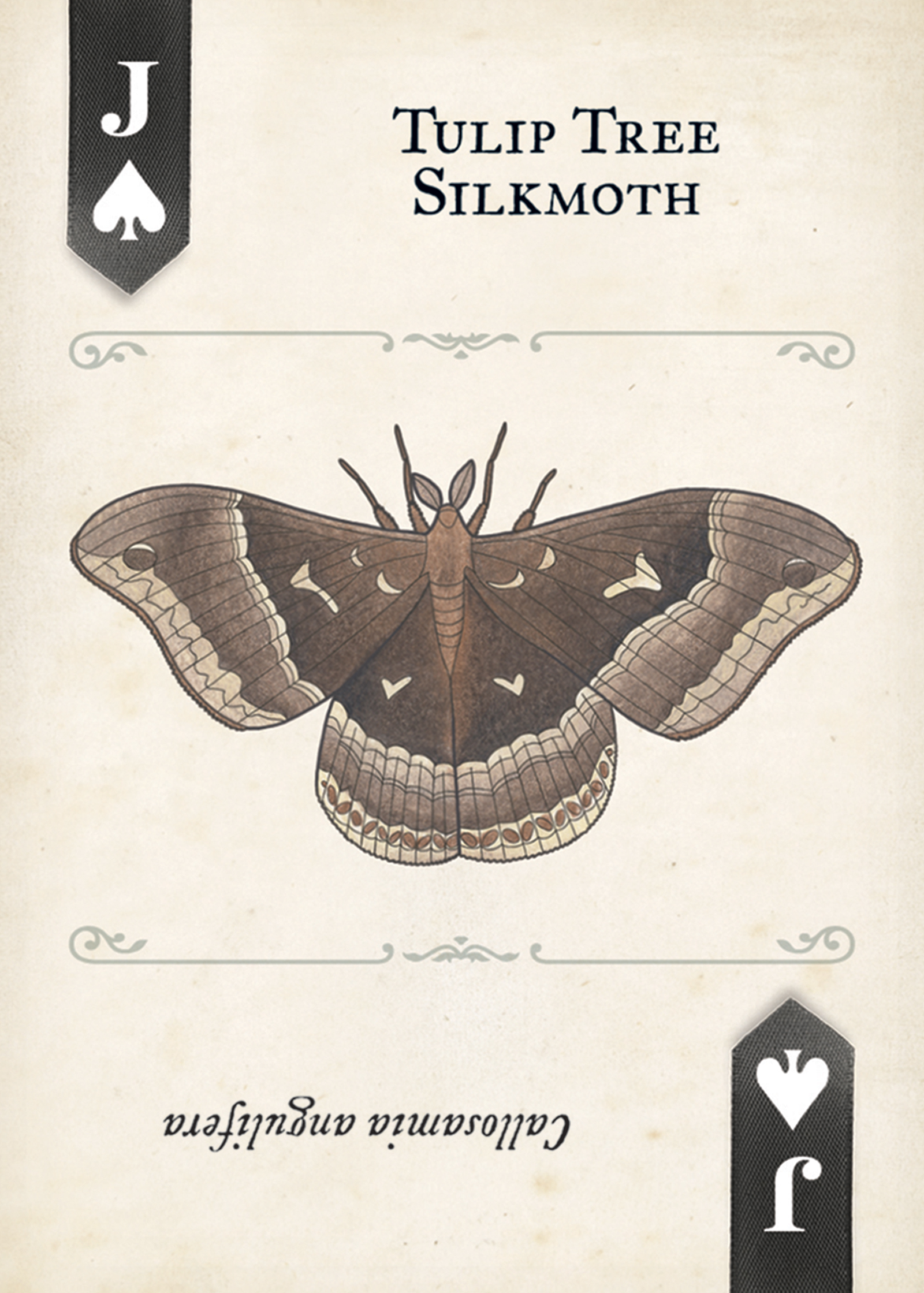 Moths Playing Cards