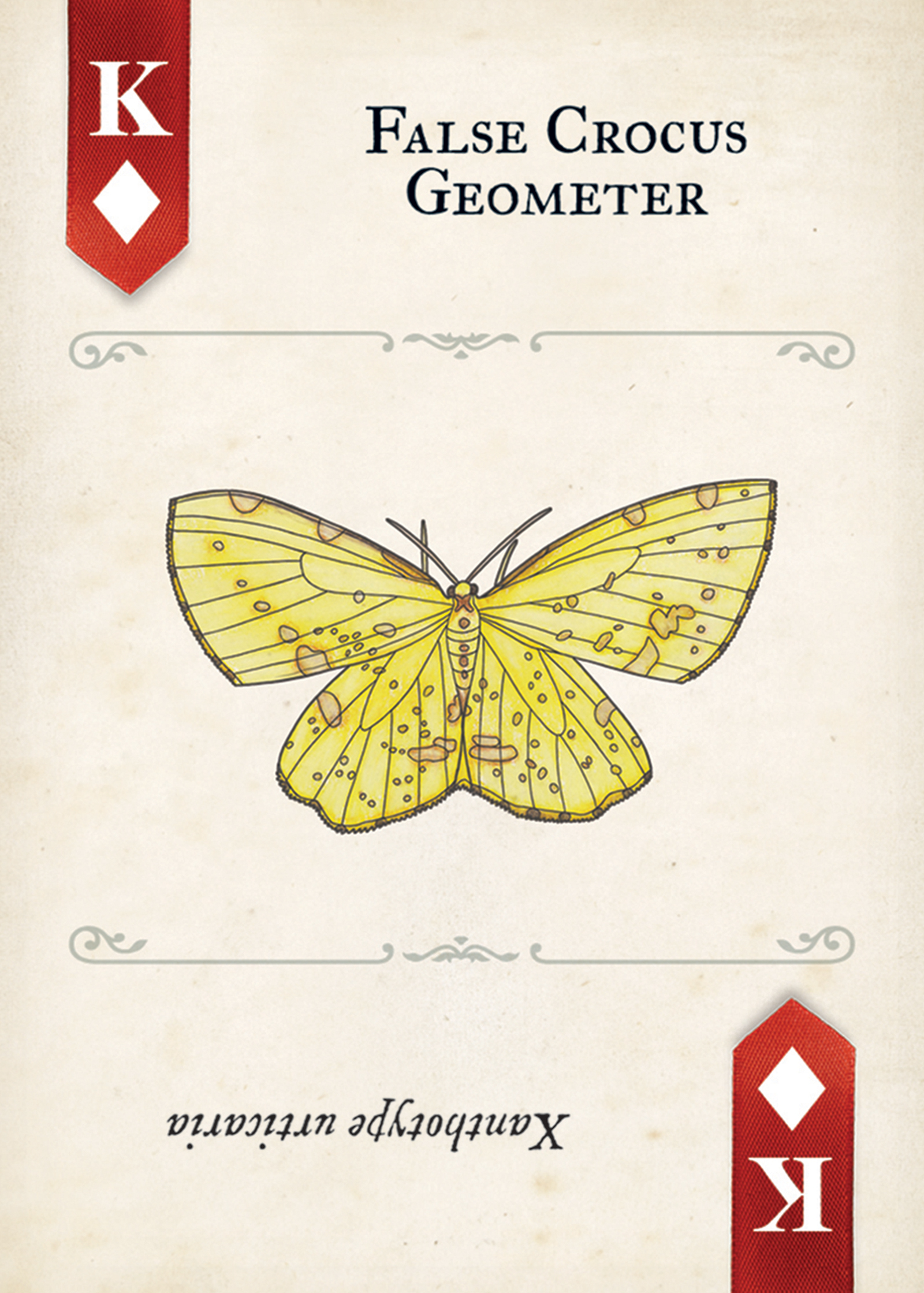 Moths Playing Cards