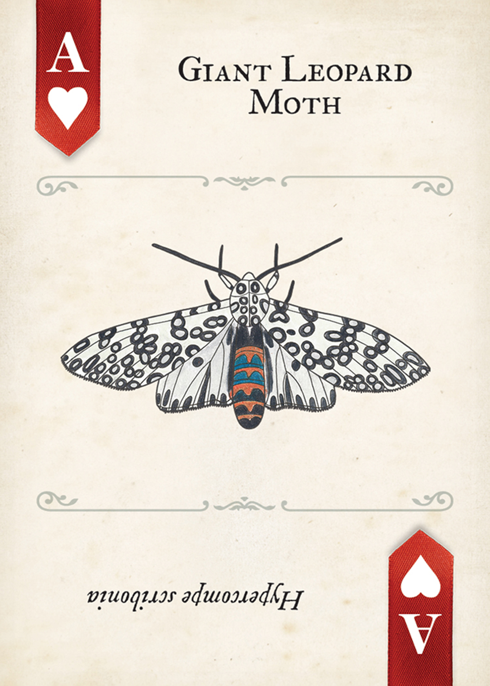 Moths Playing Cards