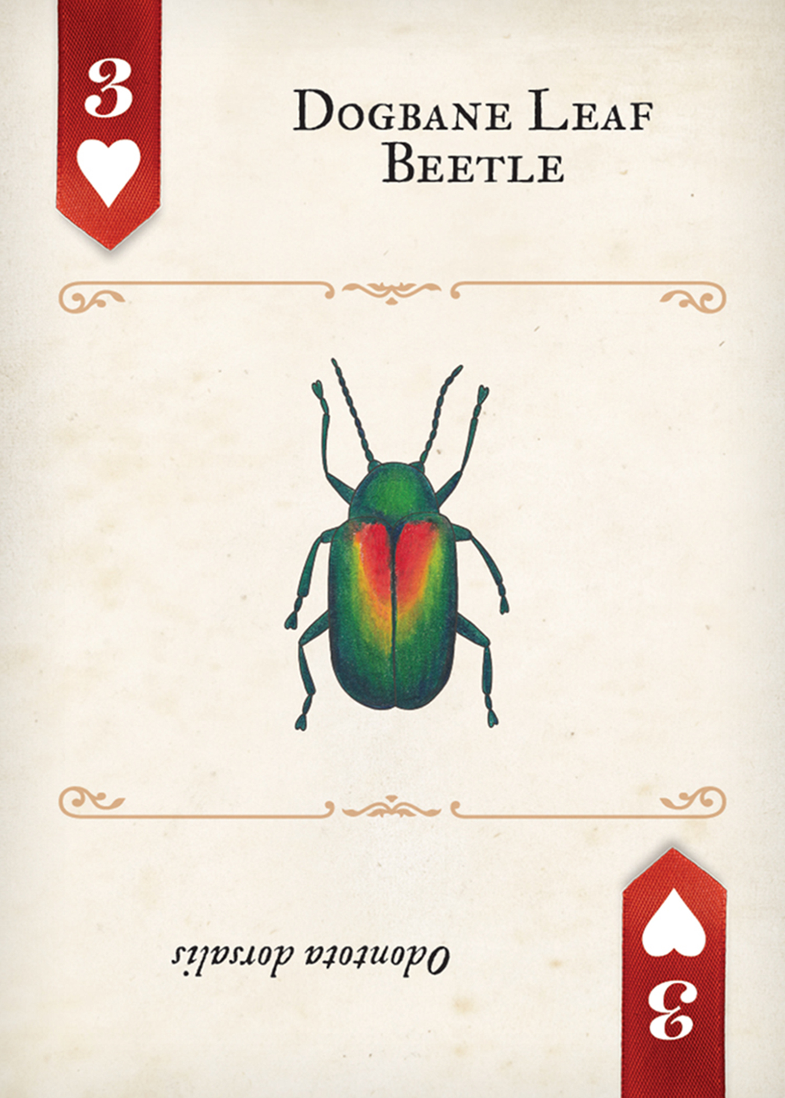 Beetles Playing Cards