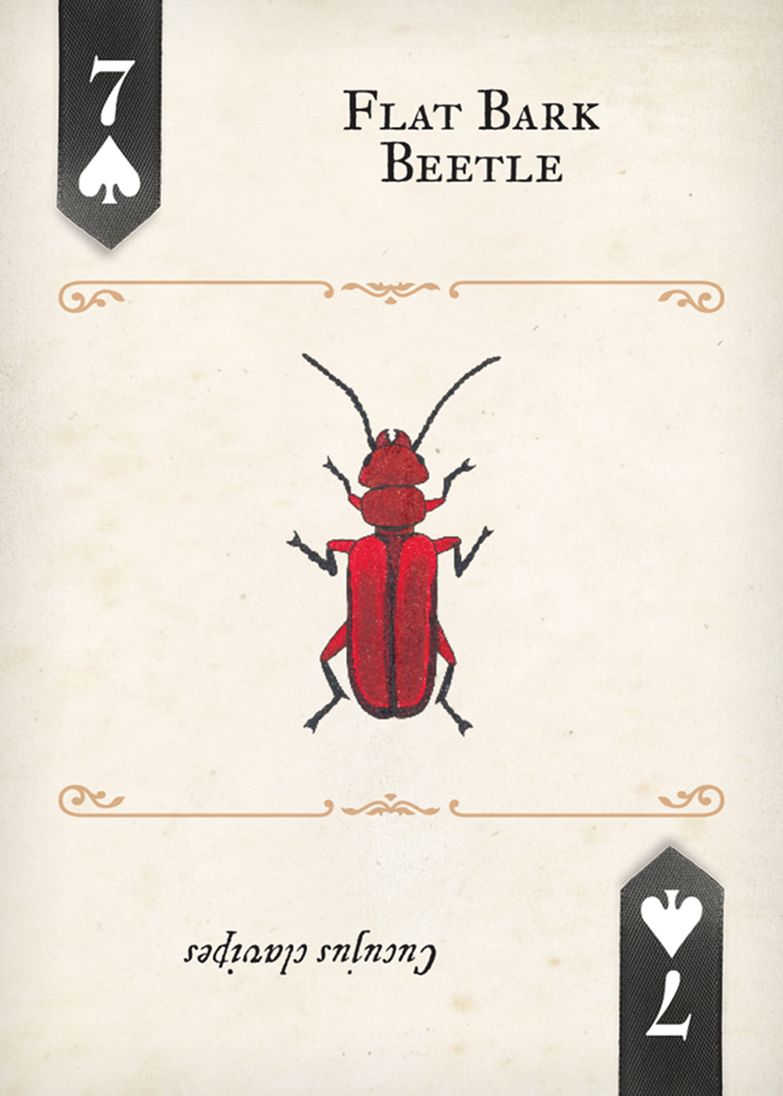 Beetles Playing Cards