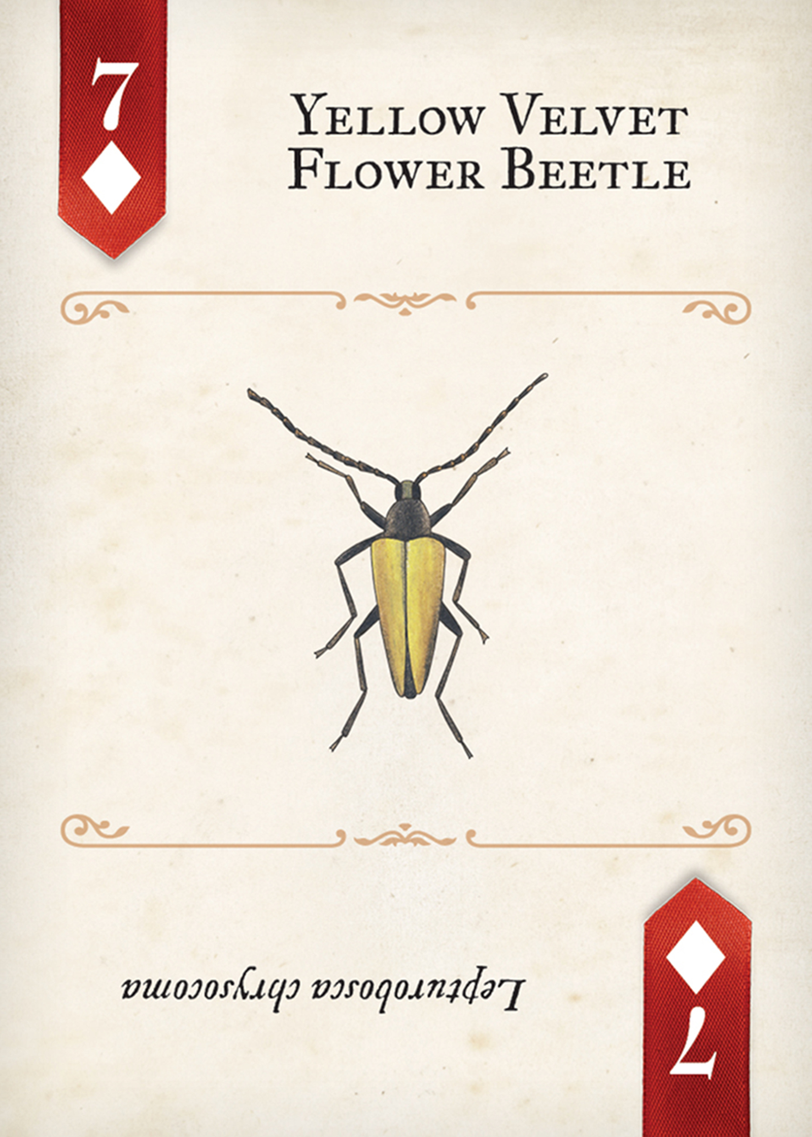Beetles Playing Cards