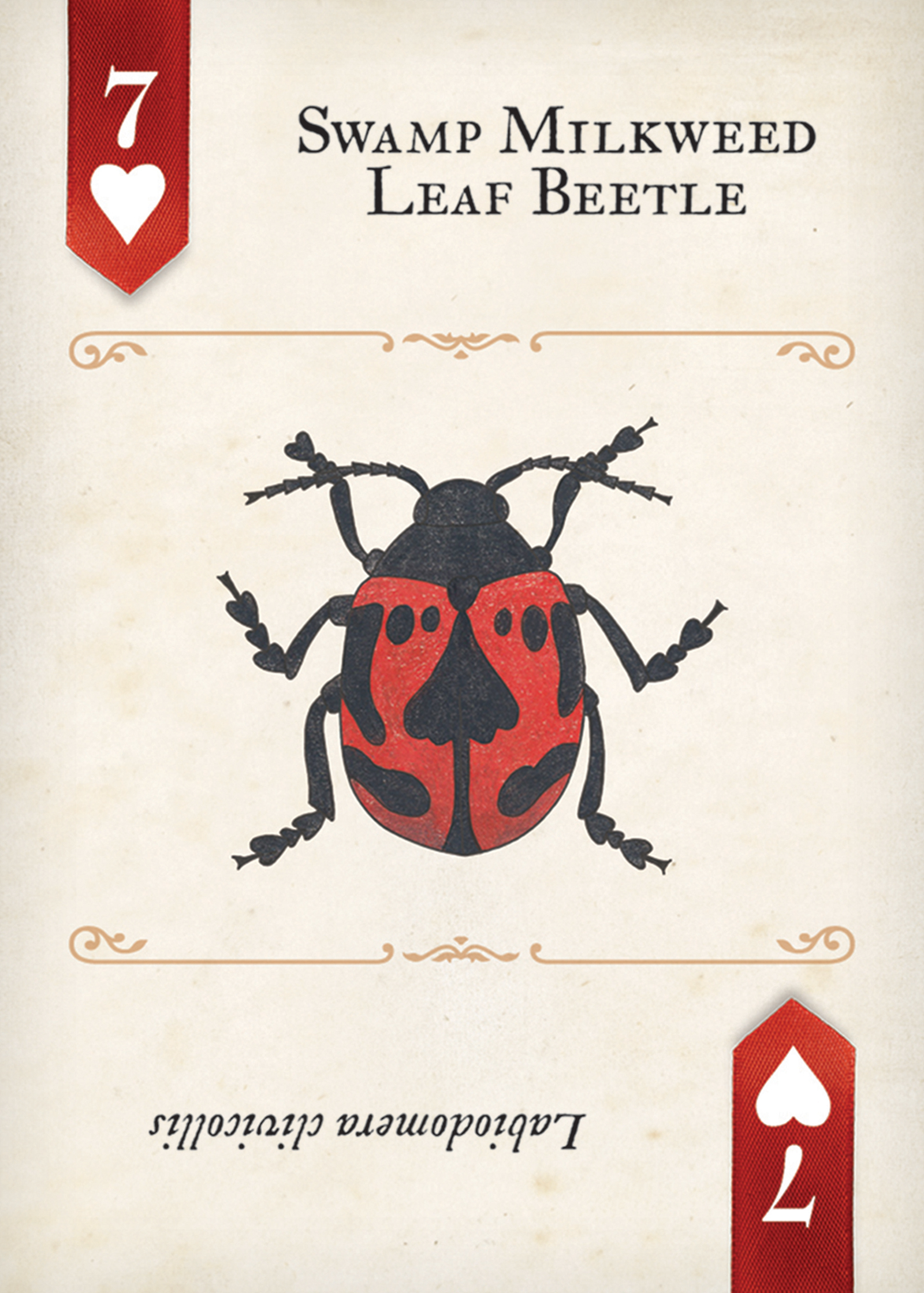 Beetles Playing Cards