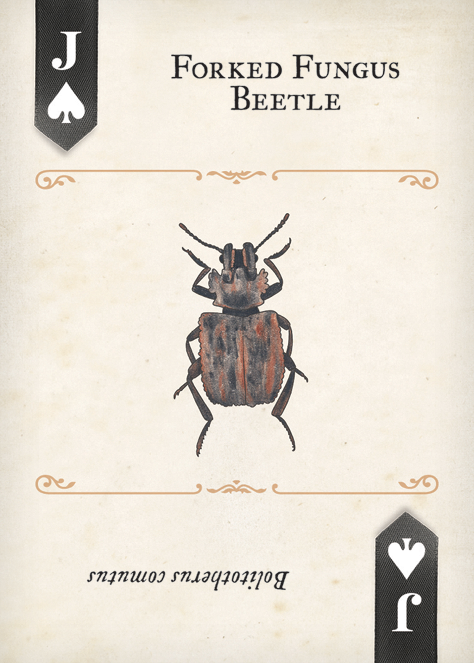 Beetles Playing Cards