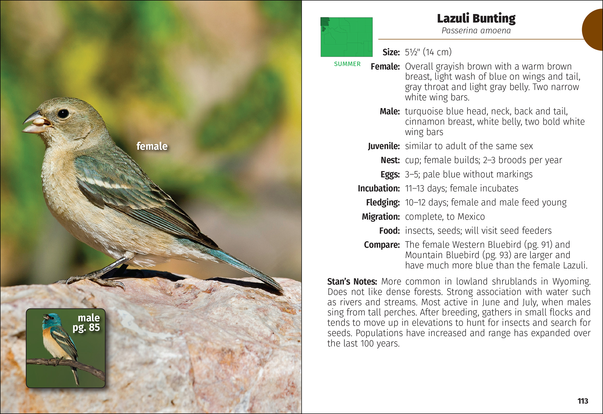 Birds of Wyoming Field Guide