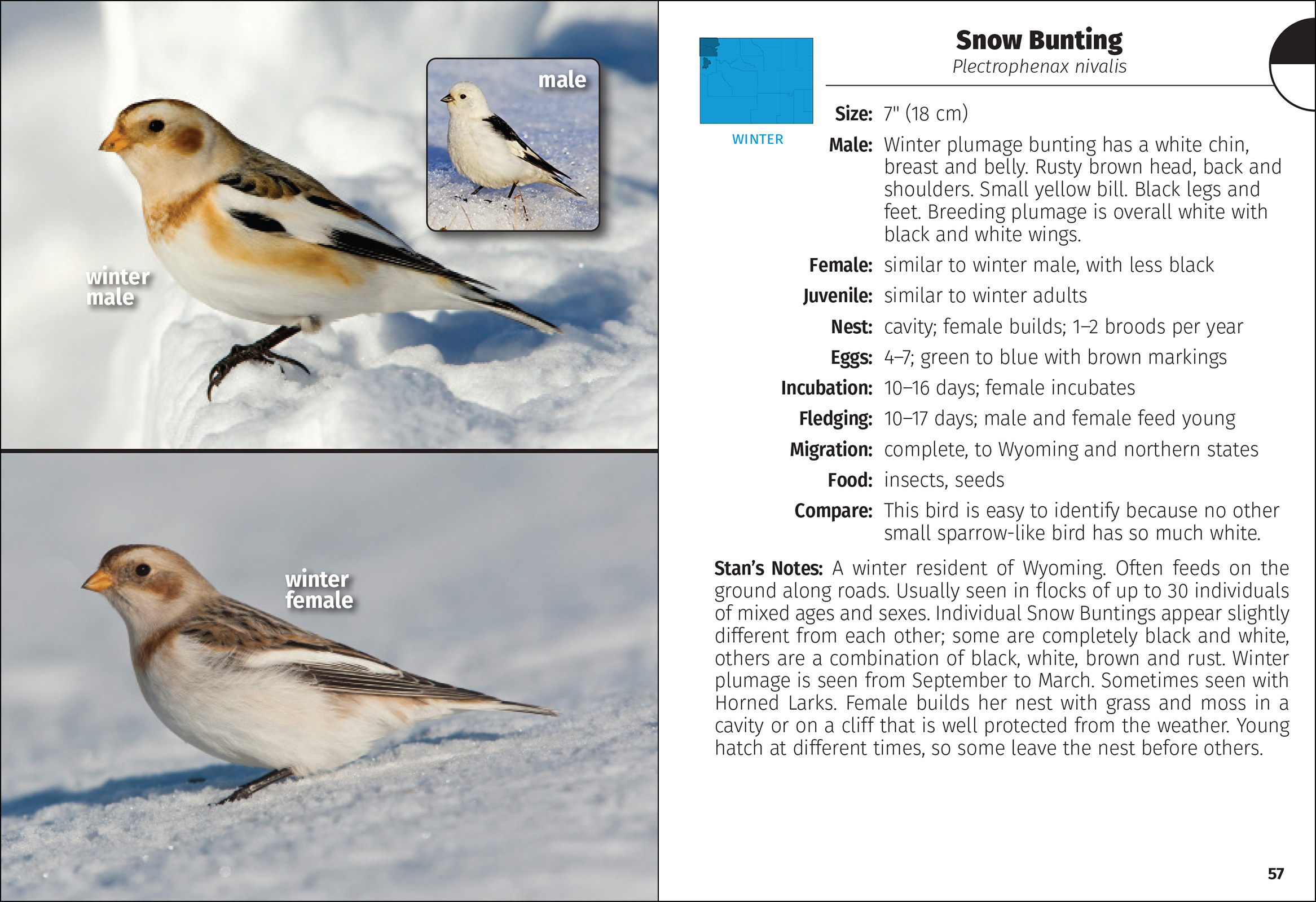 Birds of Wyoming Field Guide