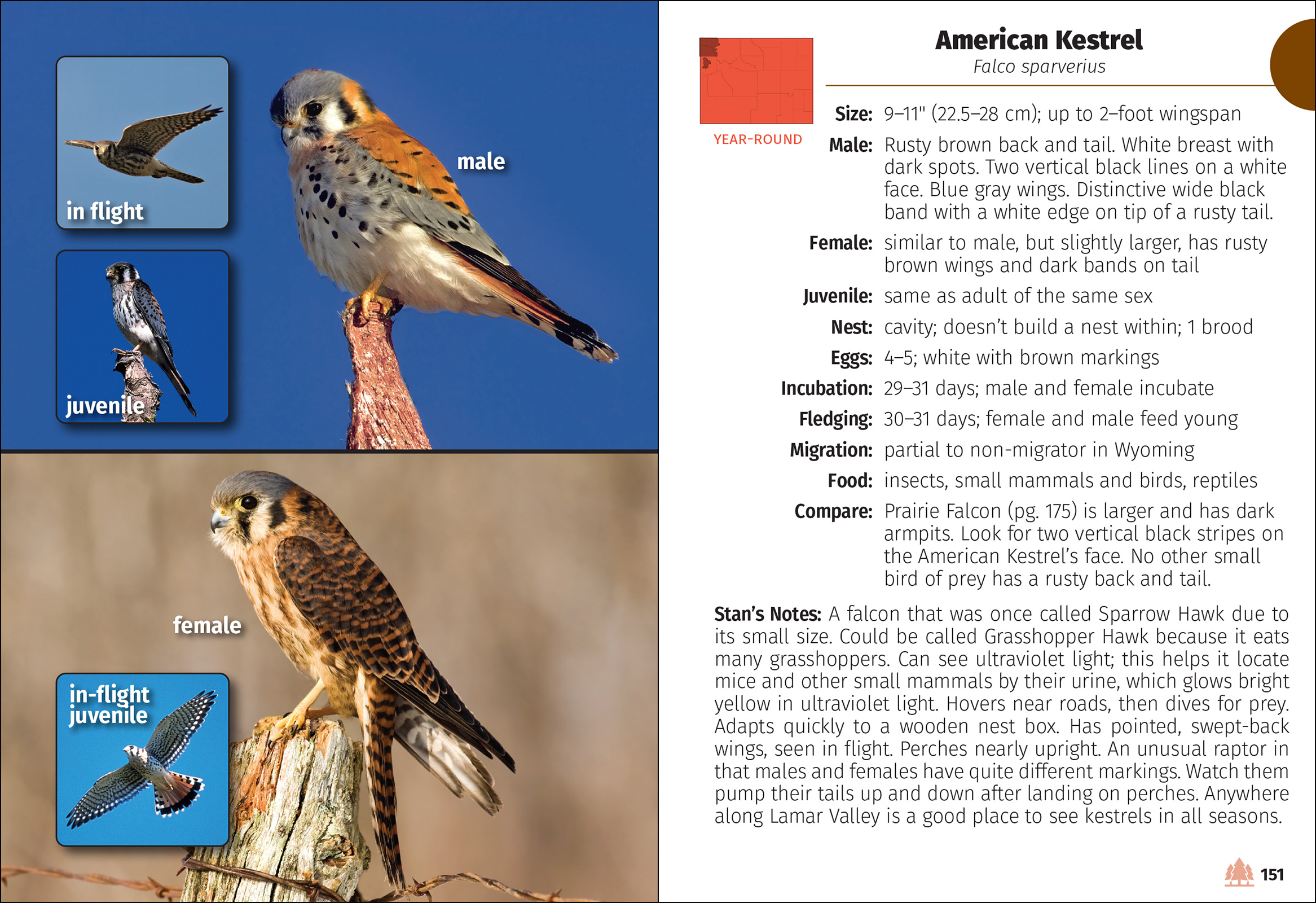 Birds of Wyoming Field Guide