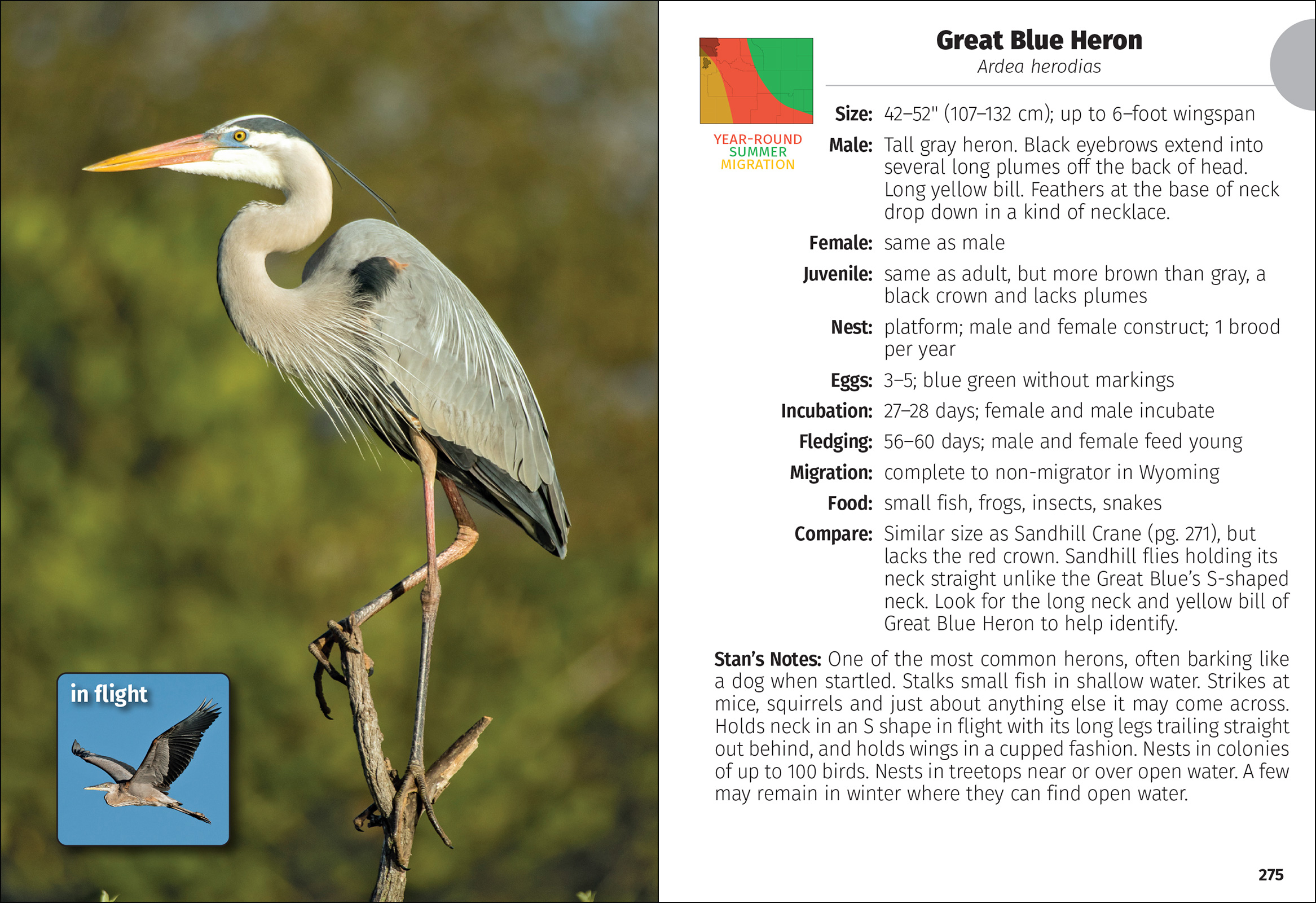 Birds of Wyoming Field Guide