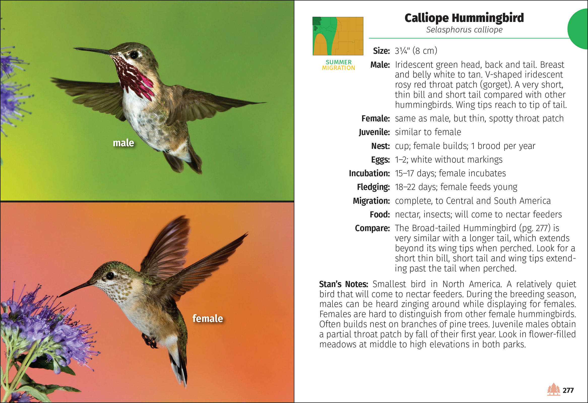 Birds of Wyoming Field Guide