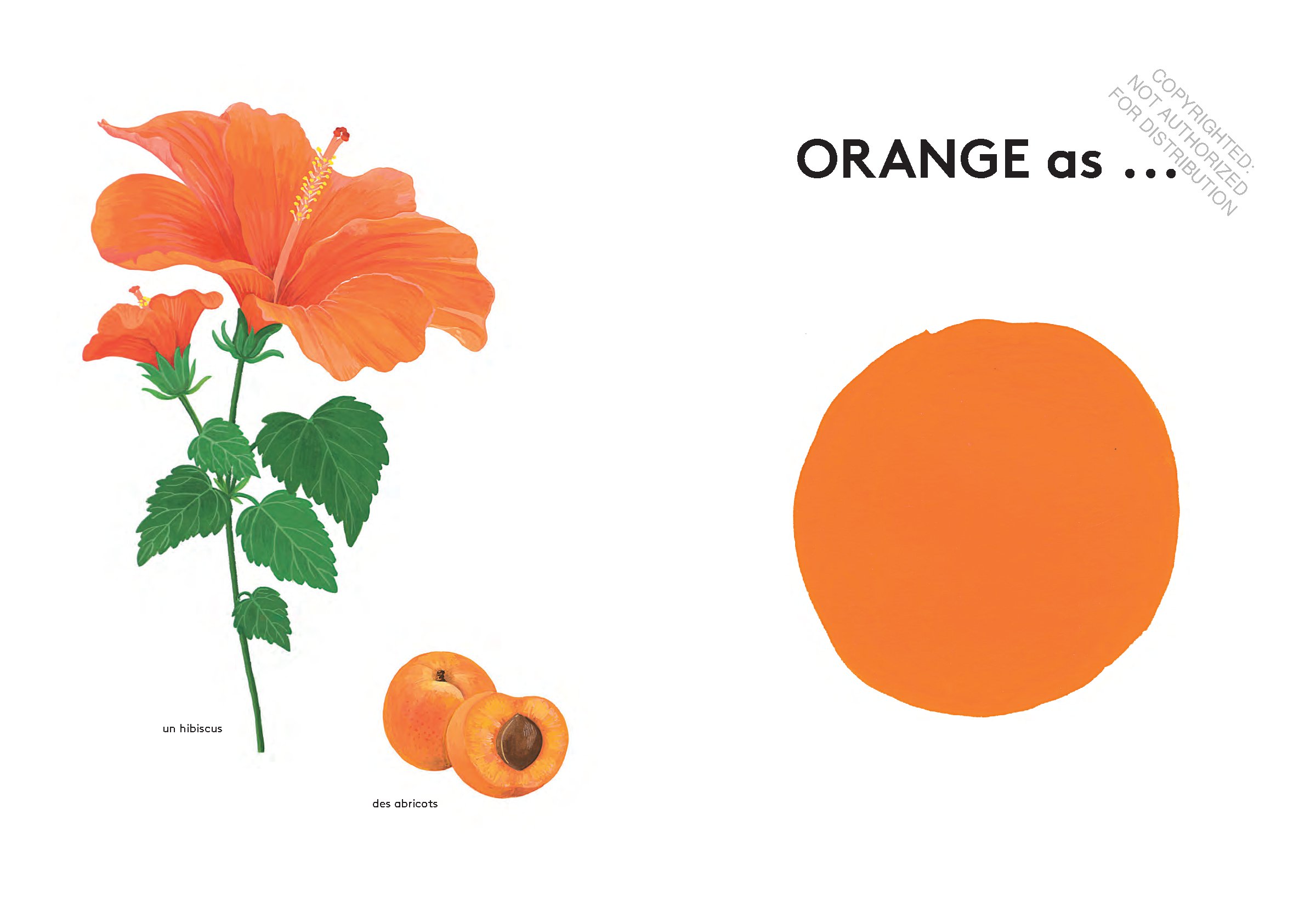 Orange Is an Apricot, Green Is a Tree Frog