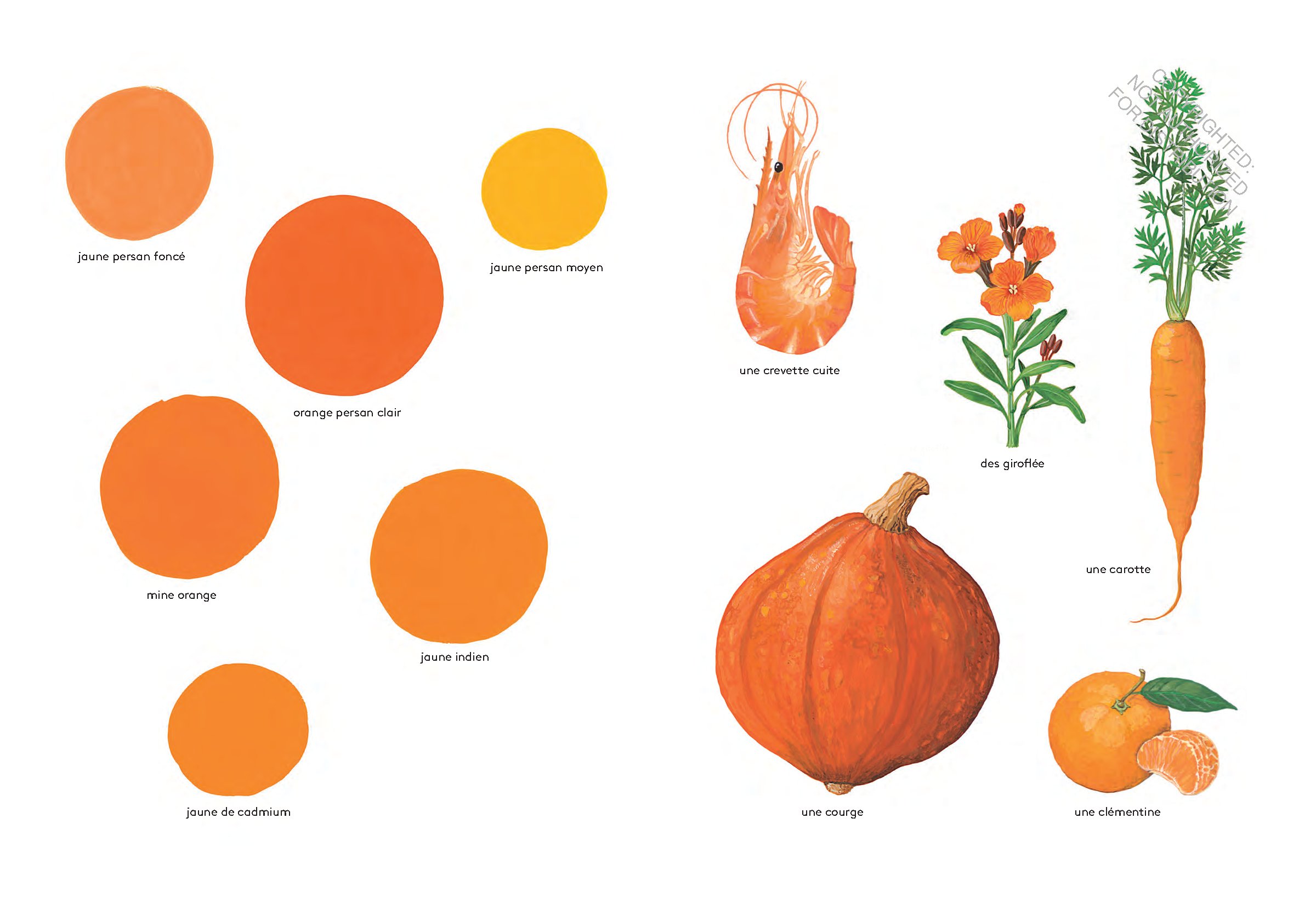 Orange Is an Apricot, Green Is a Tree Frog