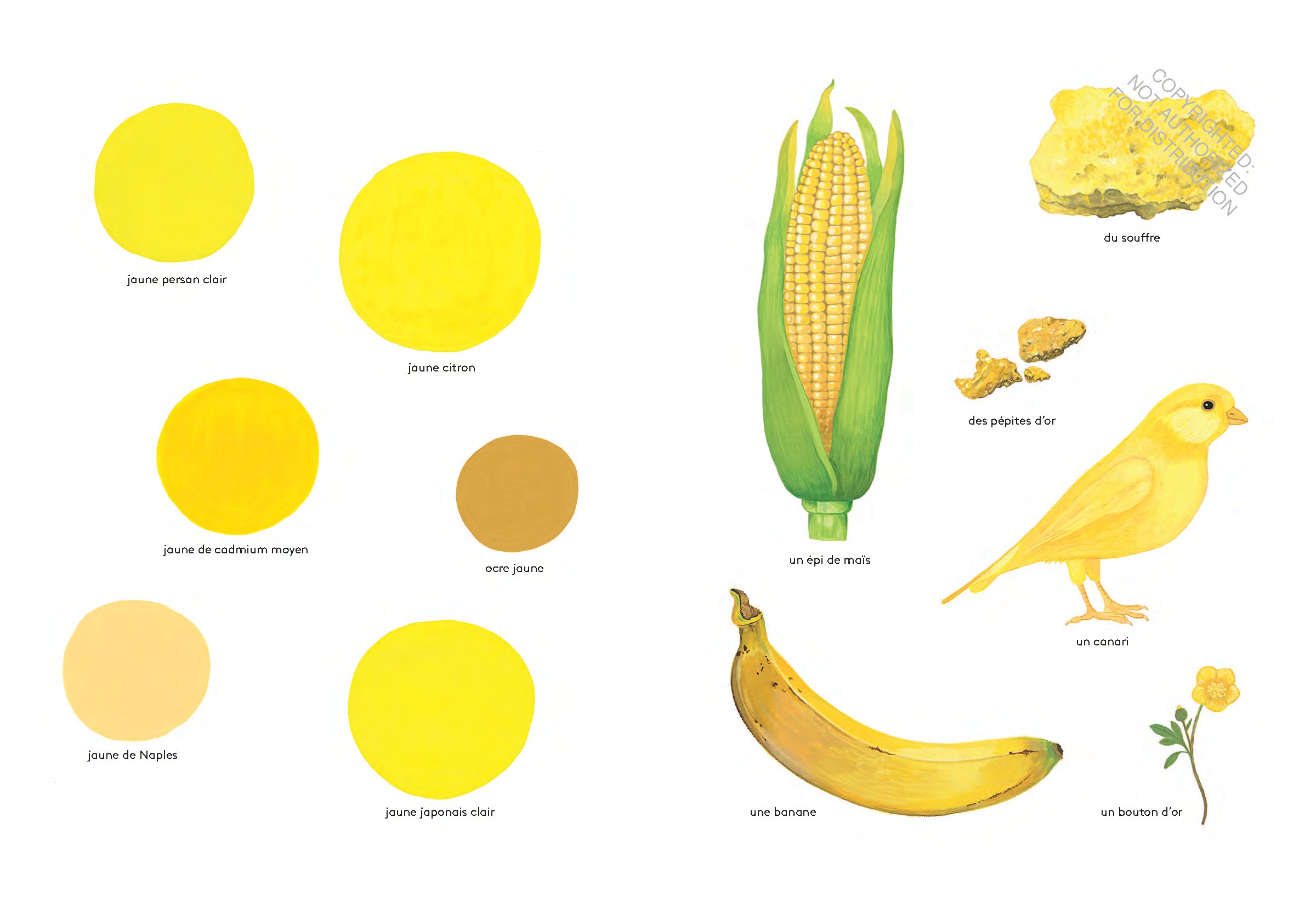Orange Is an Apricot, Green Is a Tree Frog