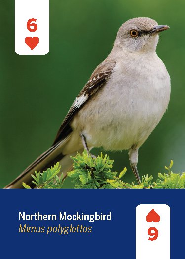 Birds of North America Deck