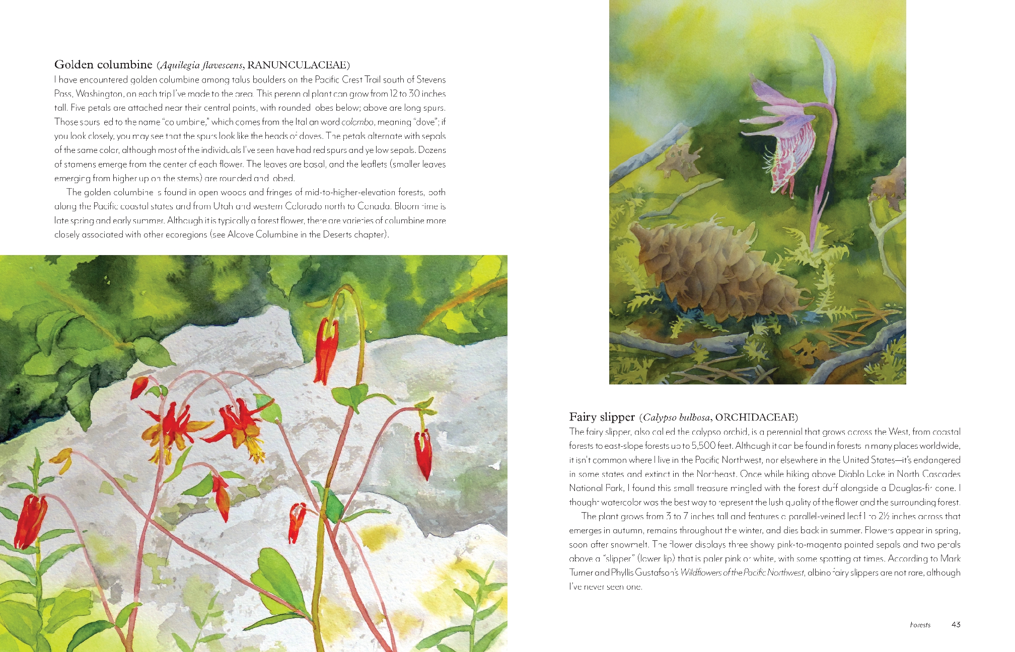 Wildflowers of the West