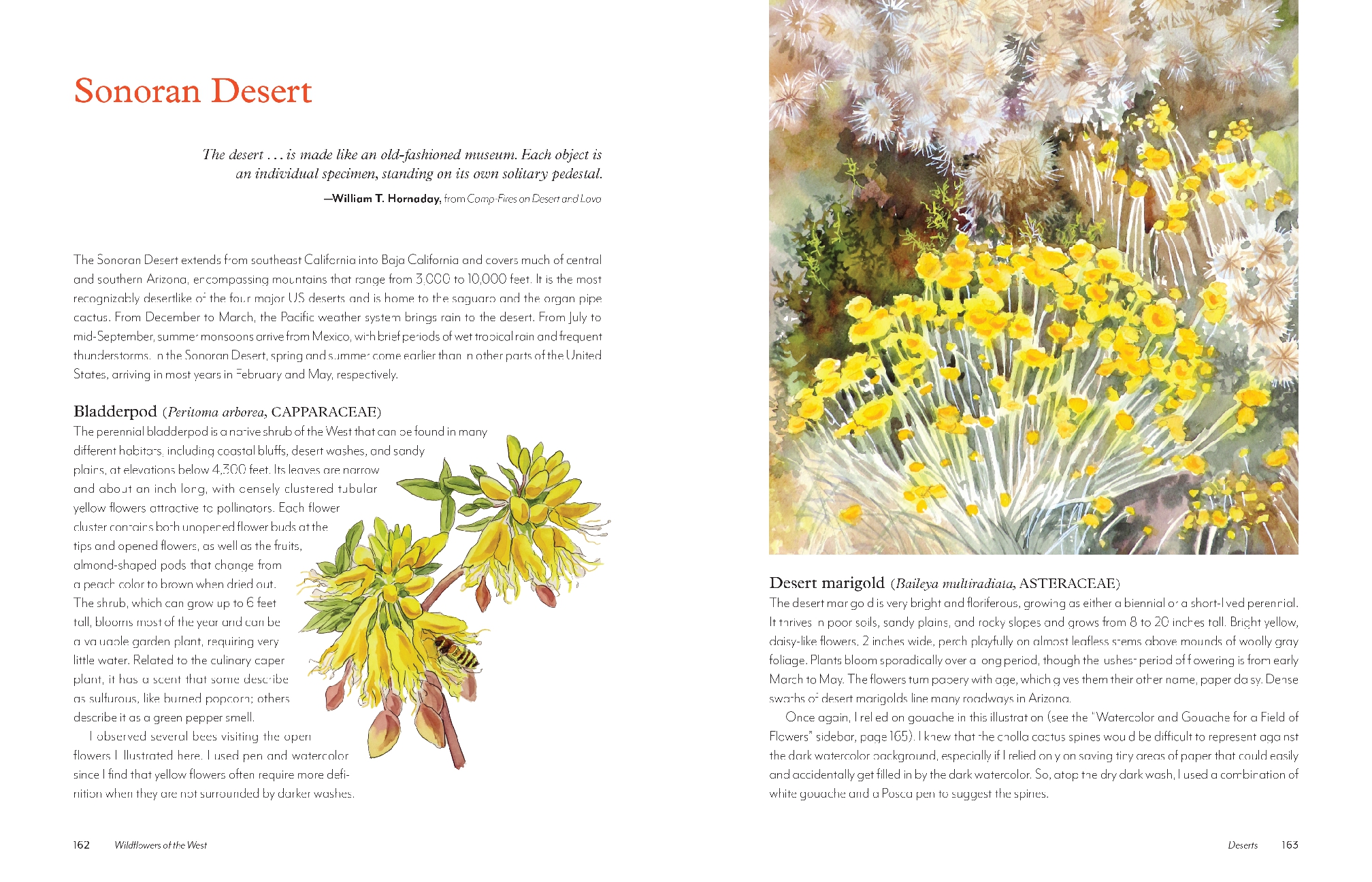 Wildflowers of the West