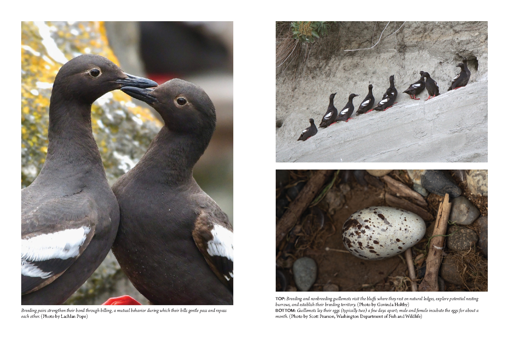 The Bird with Flaming Red Feet