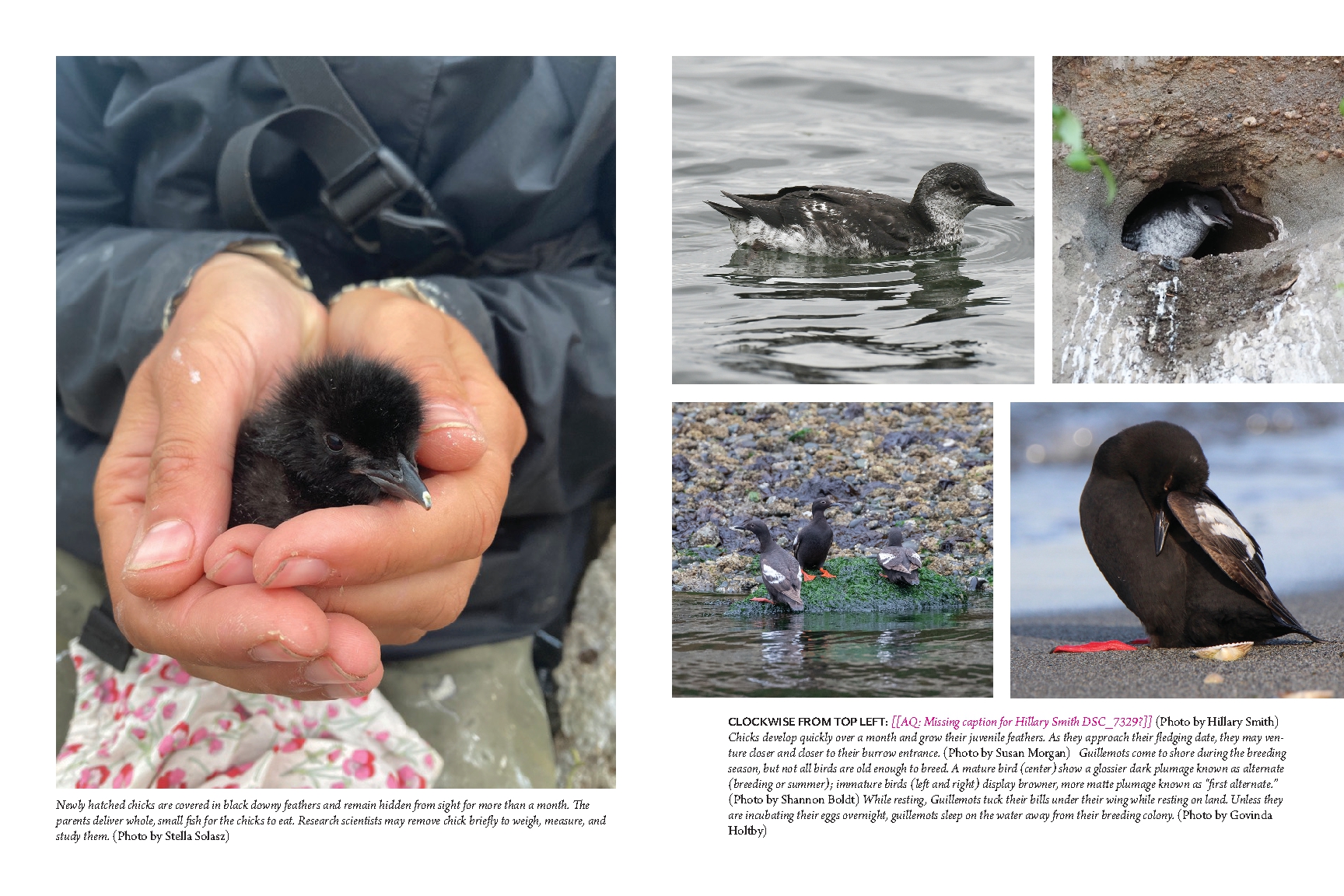 The Bird with Flaming Red Feet