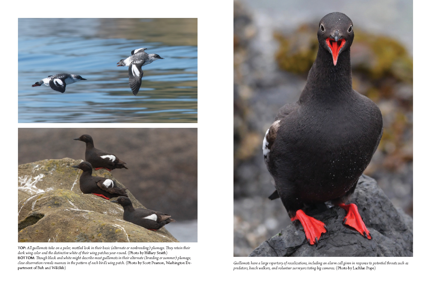 The Bird with Flaming Red Feet