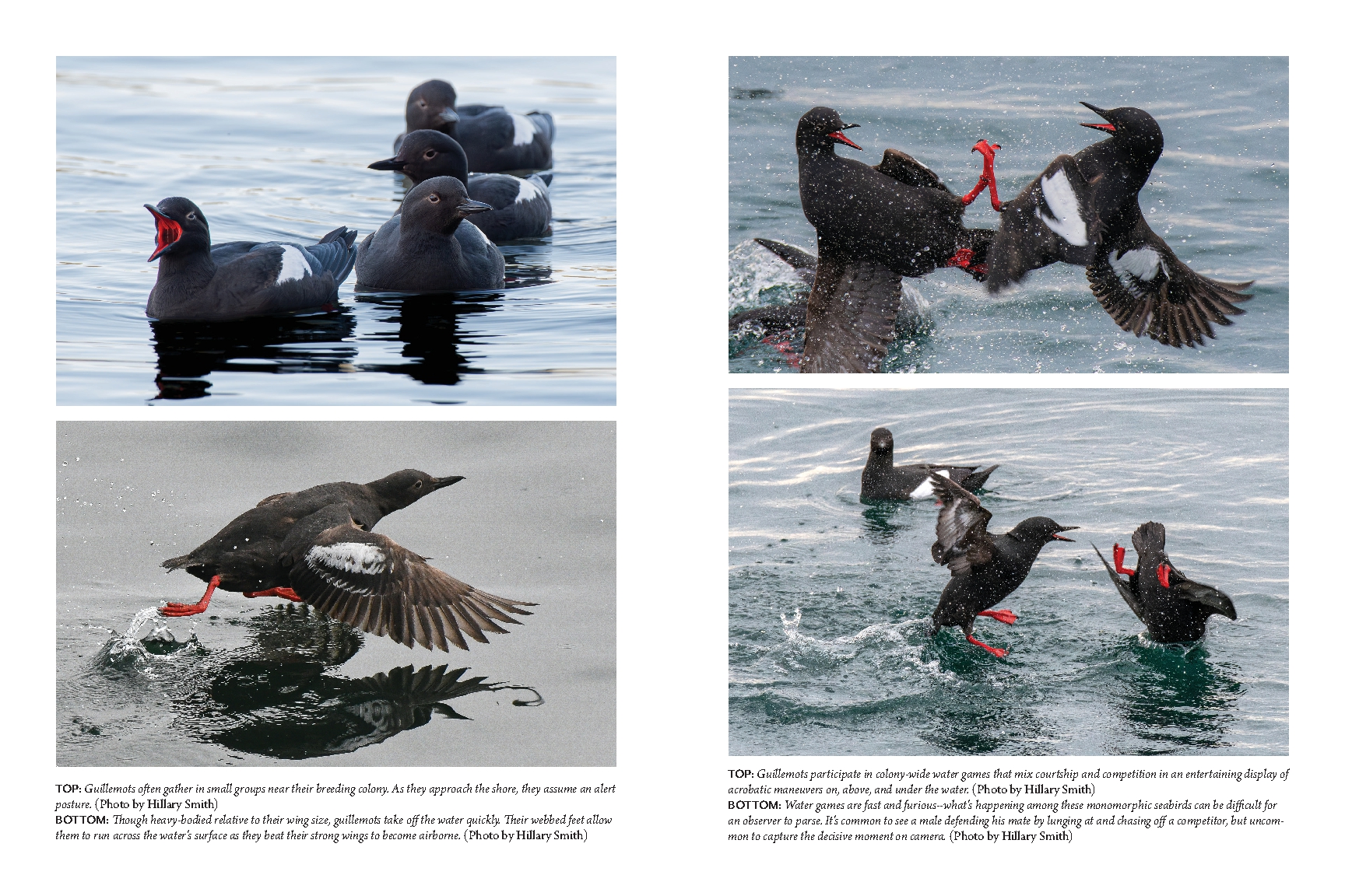 The Bird with Flaming Red Feet