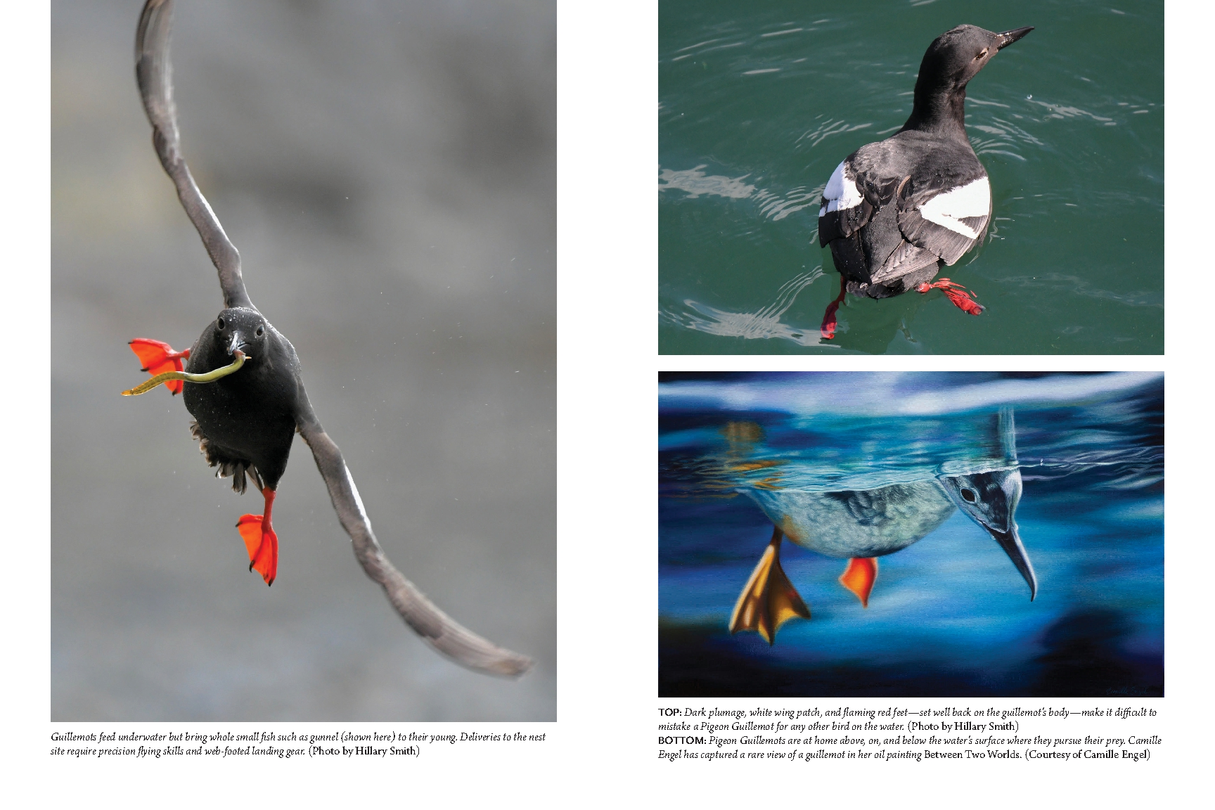 The Bird with Flaming Red Feet