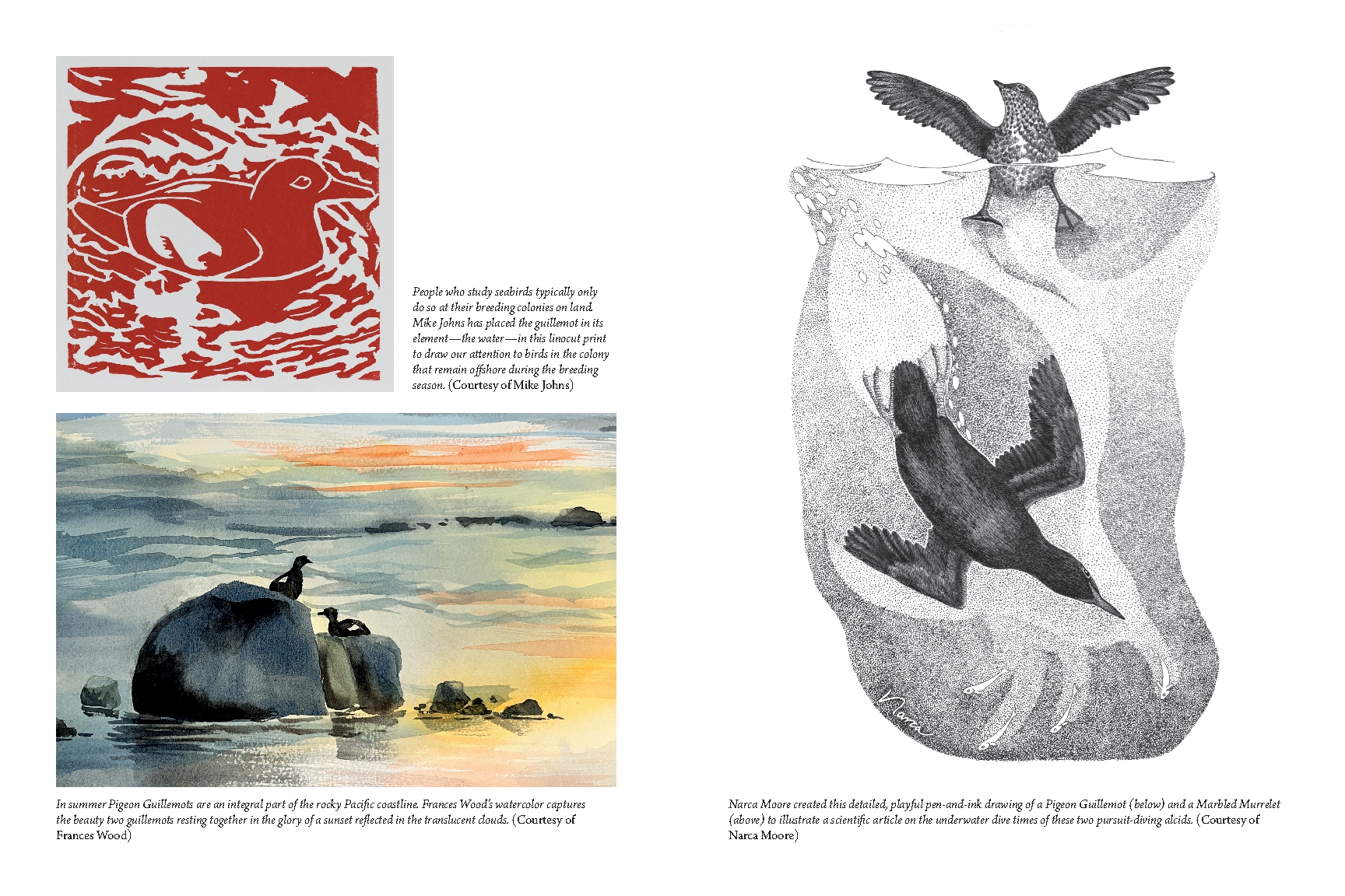 The Bird with Flaming Red Feet