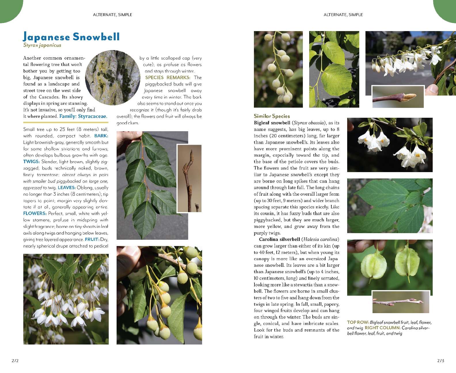 The Trees Around You