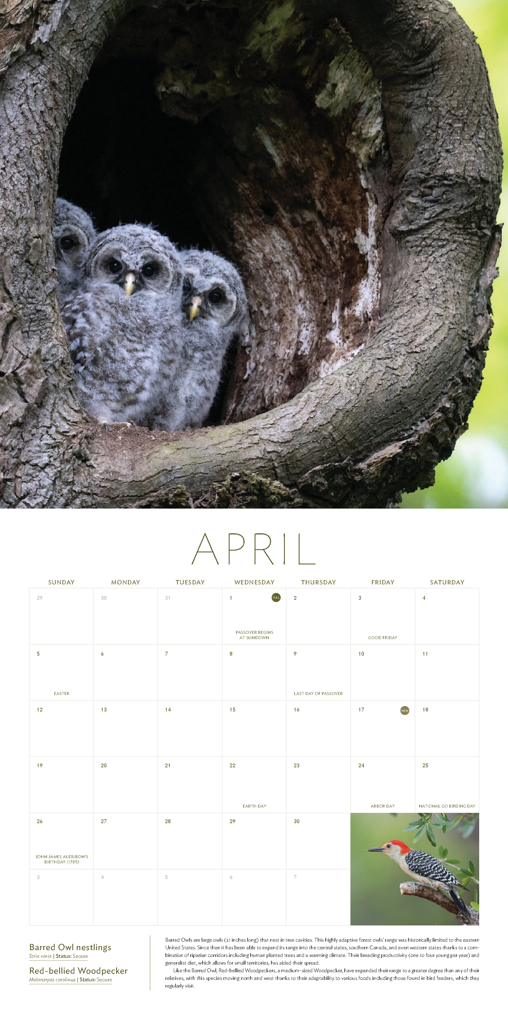 The Owl & the Woodpecker 2026