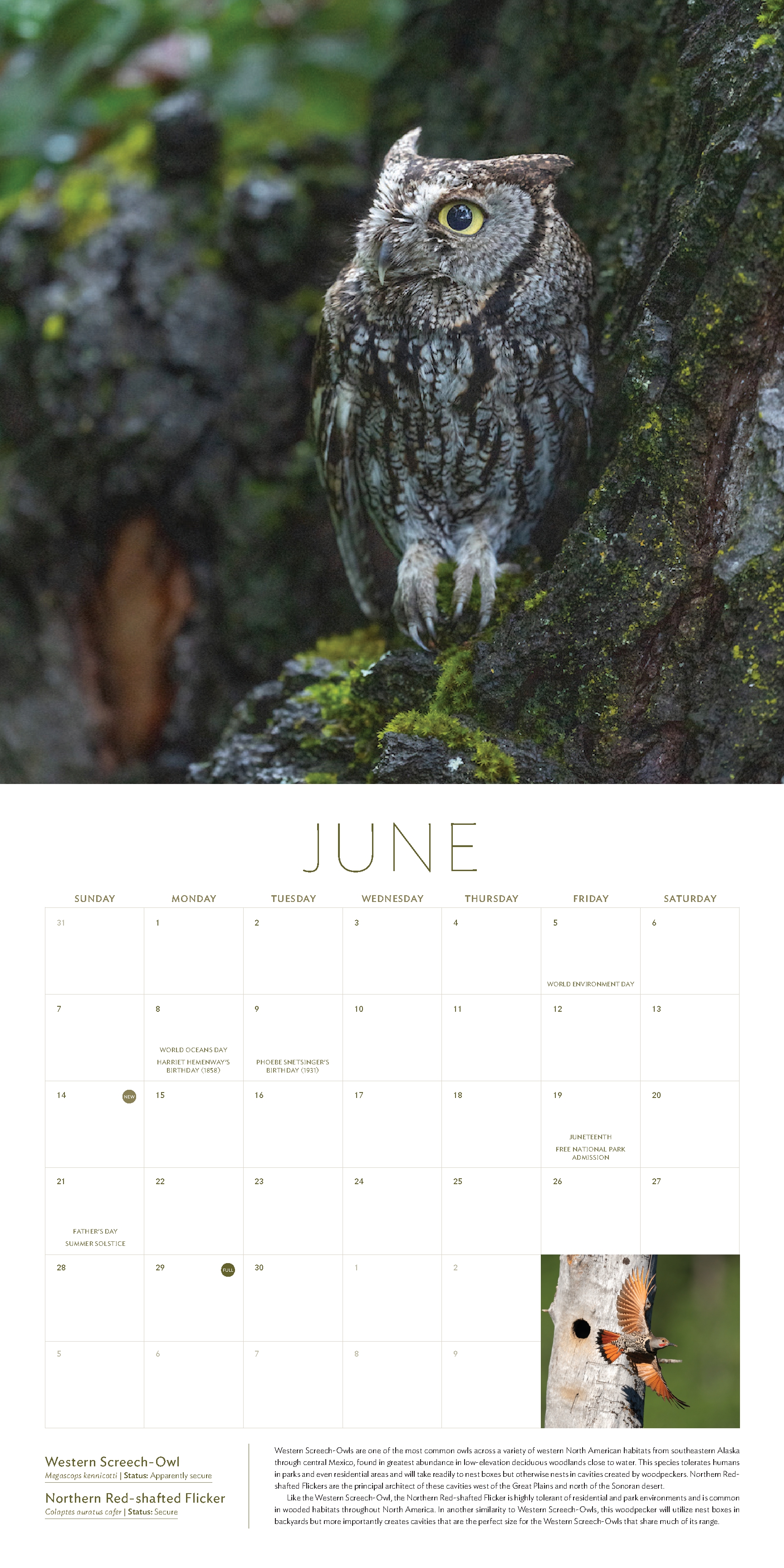 The Owl & the Woodpecker 2026
