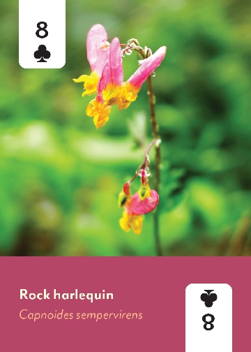 Appalachian Wildflowers Deck