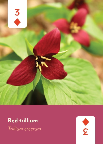 Appalachian Wildflowers Deck