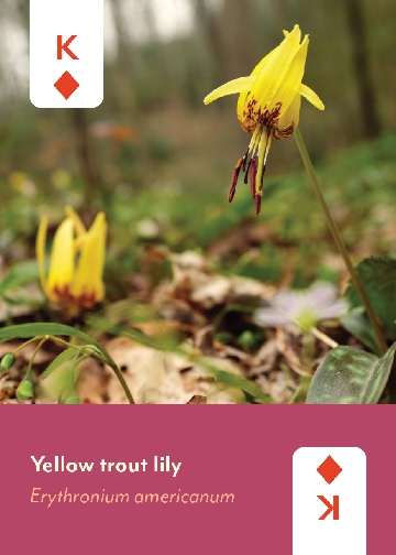 Appalachian Wildflowers Deck
