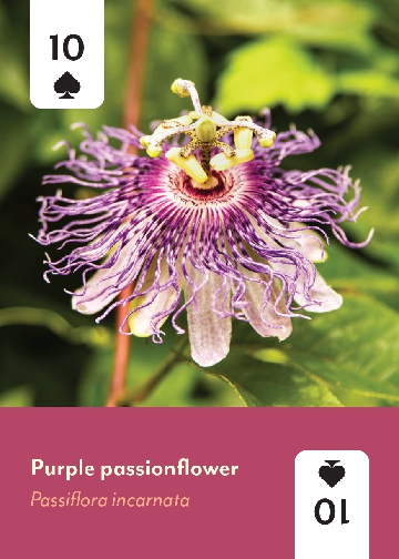 Appalachian Wildflowers Deck