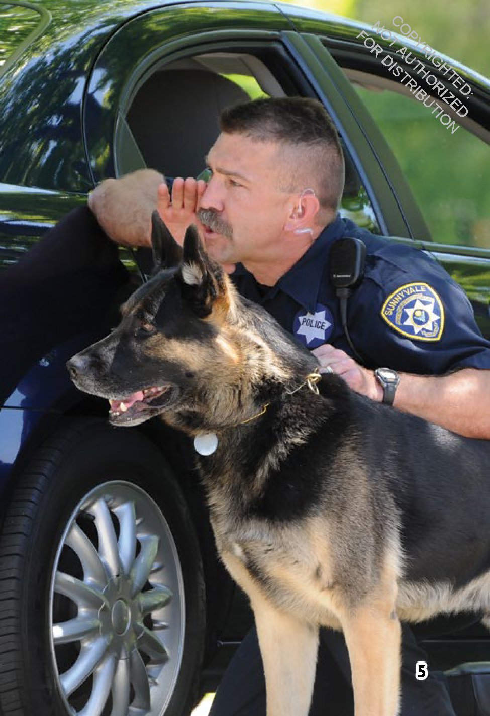 German Shepherds