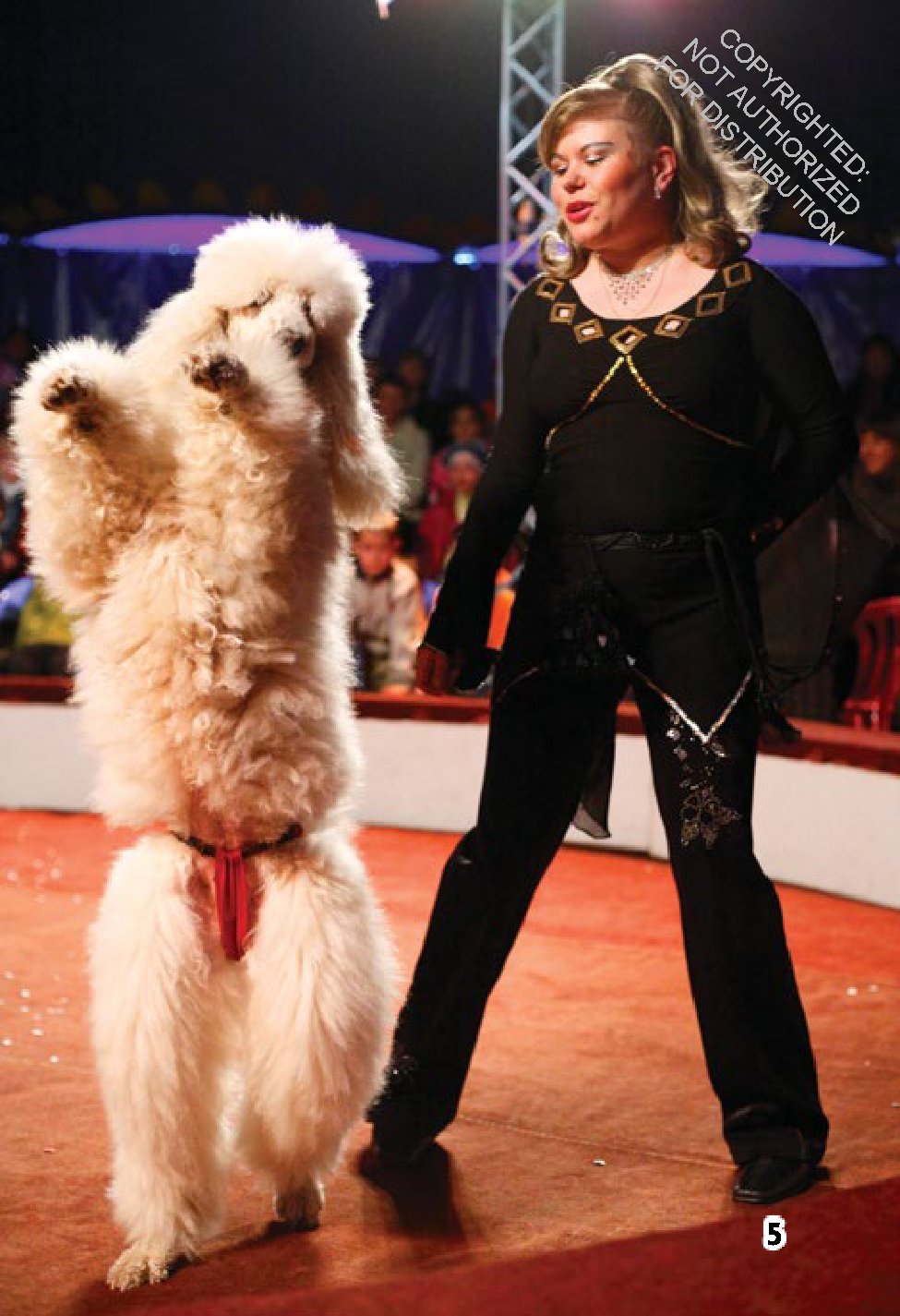 Poodles