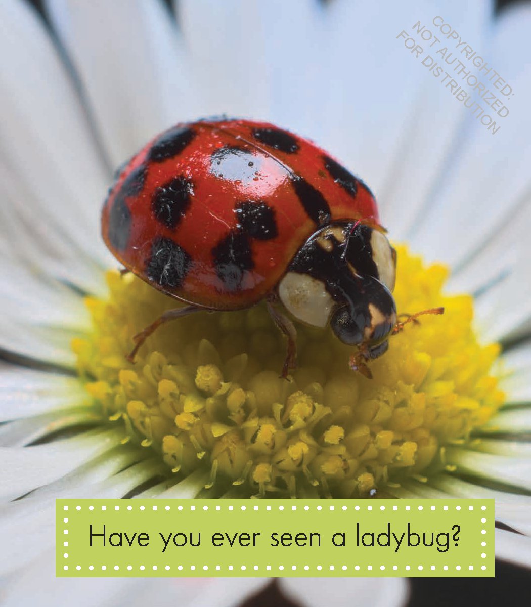 Ladybugs