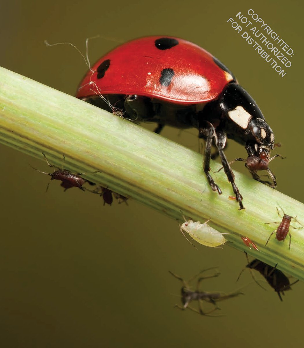 Ladybugs