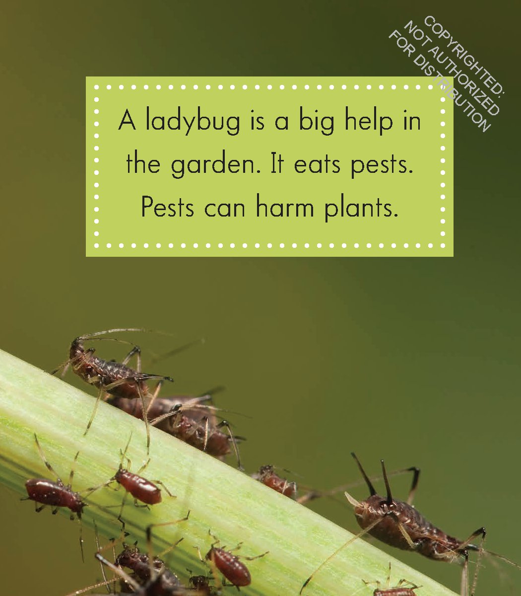 Ladybugs